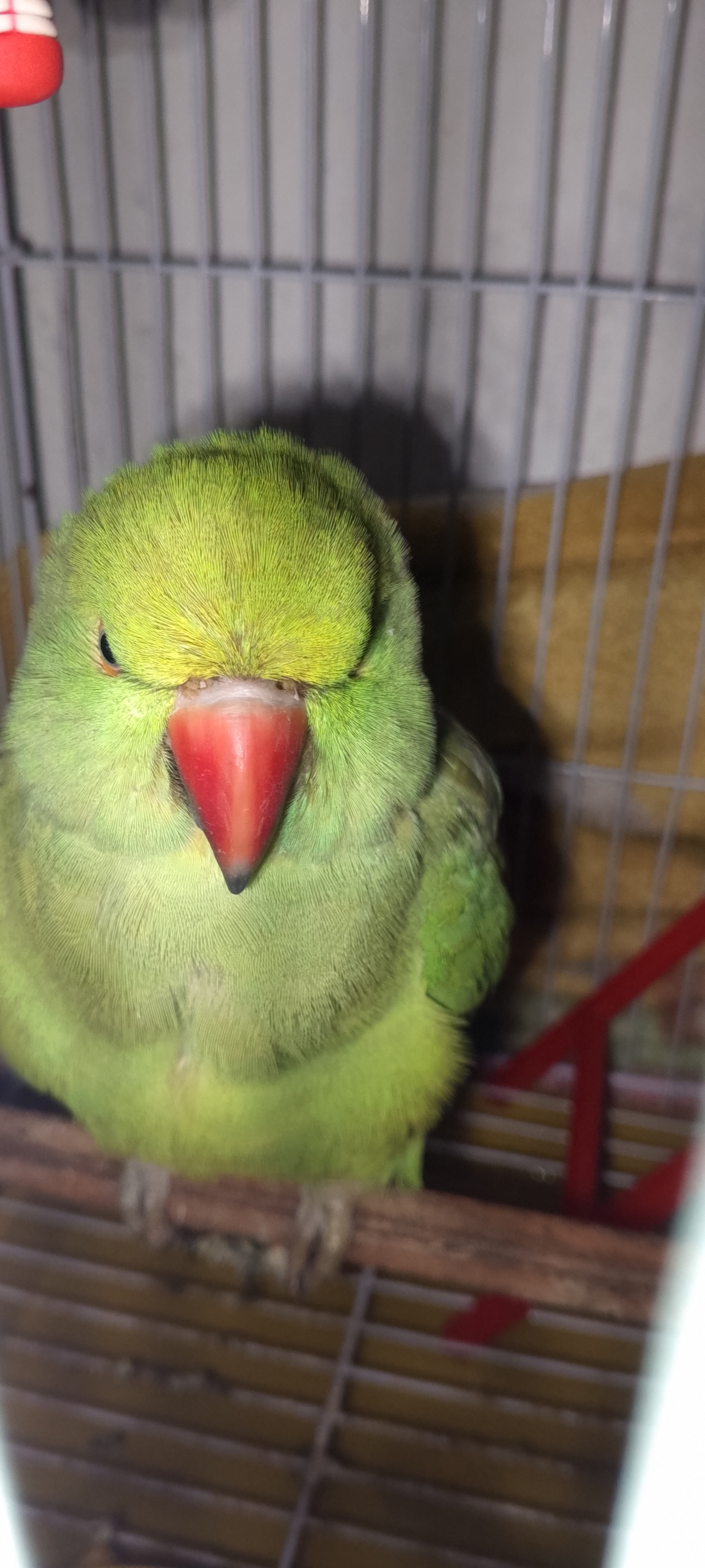 Ringneck parrot — photo 1