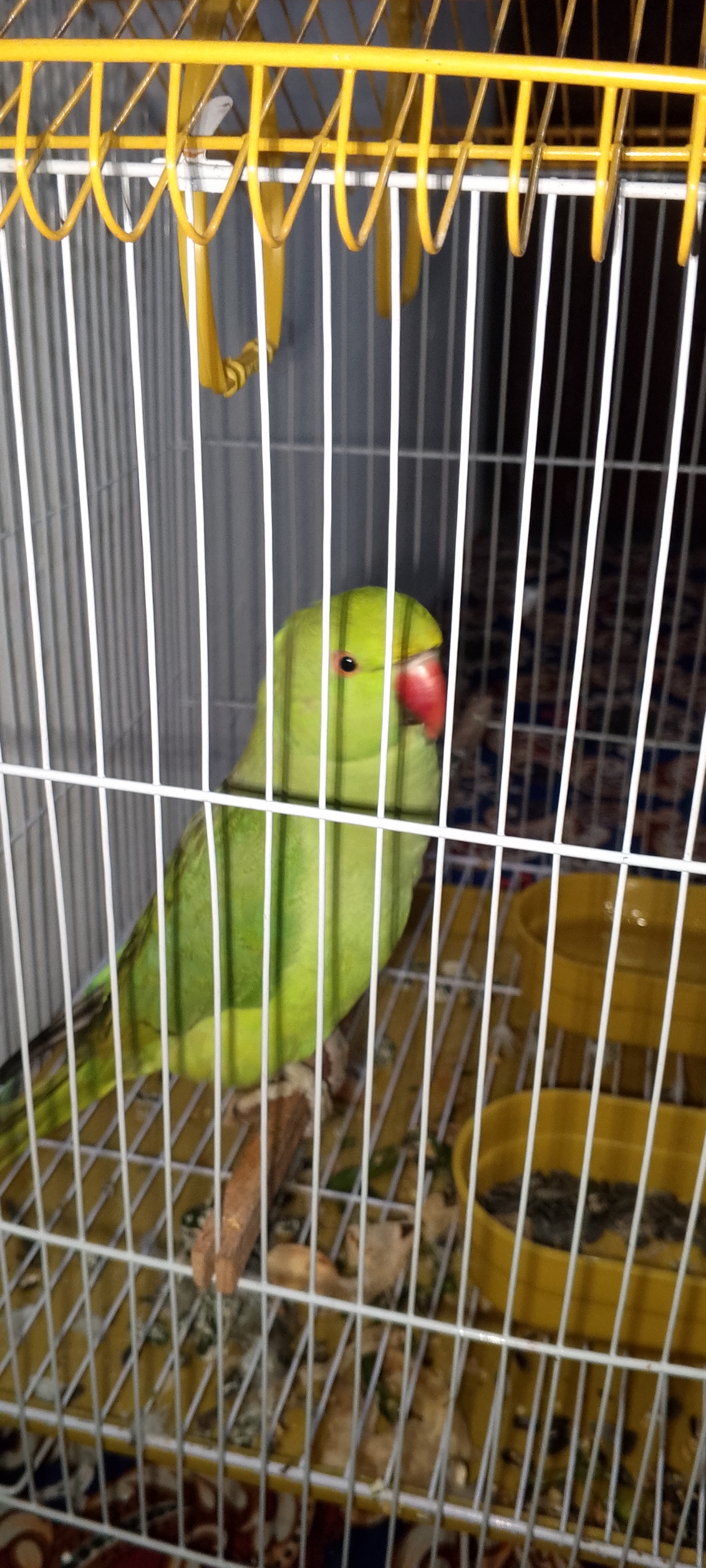 Ringneck parrot — photo 2