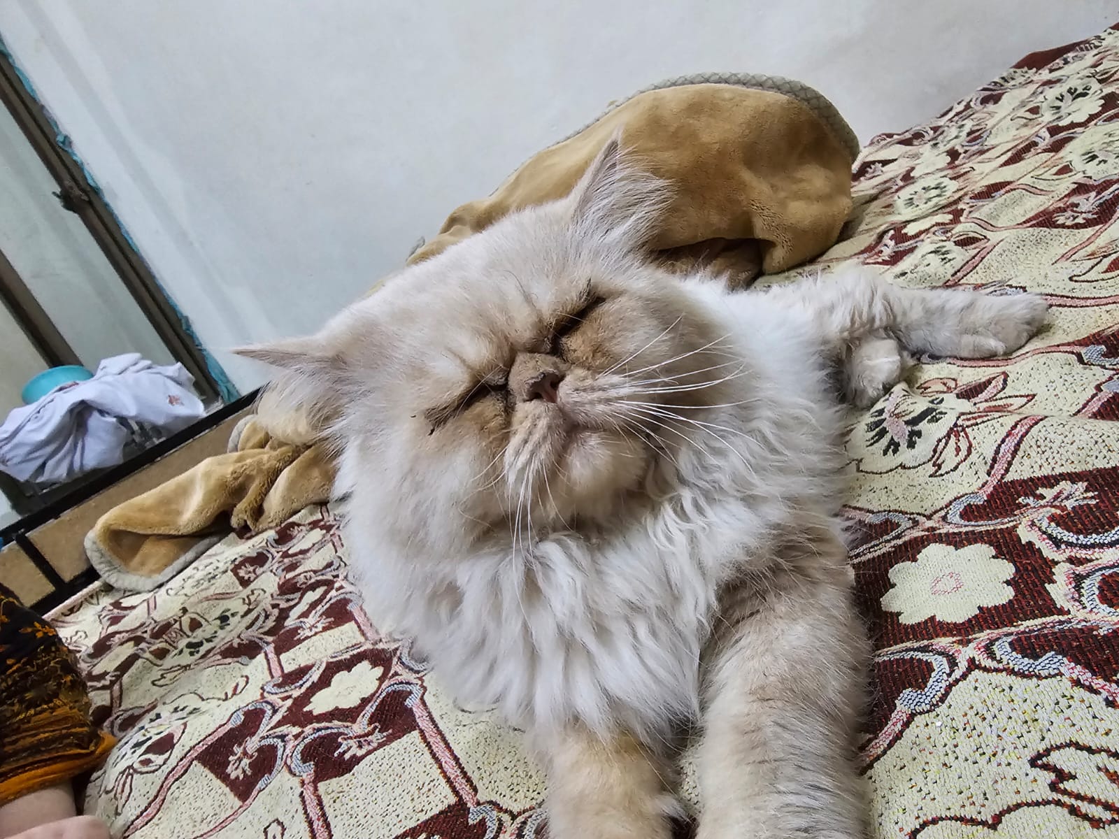 Adorable 3-Year-Old Persian Boy | Rawalpindi