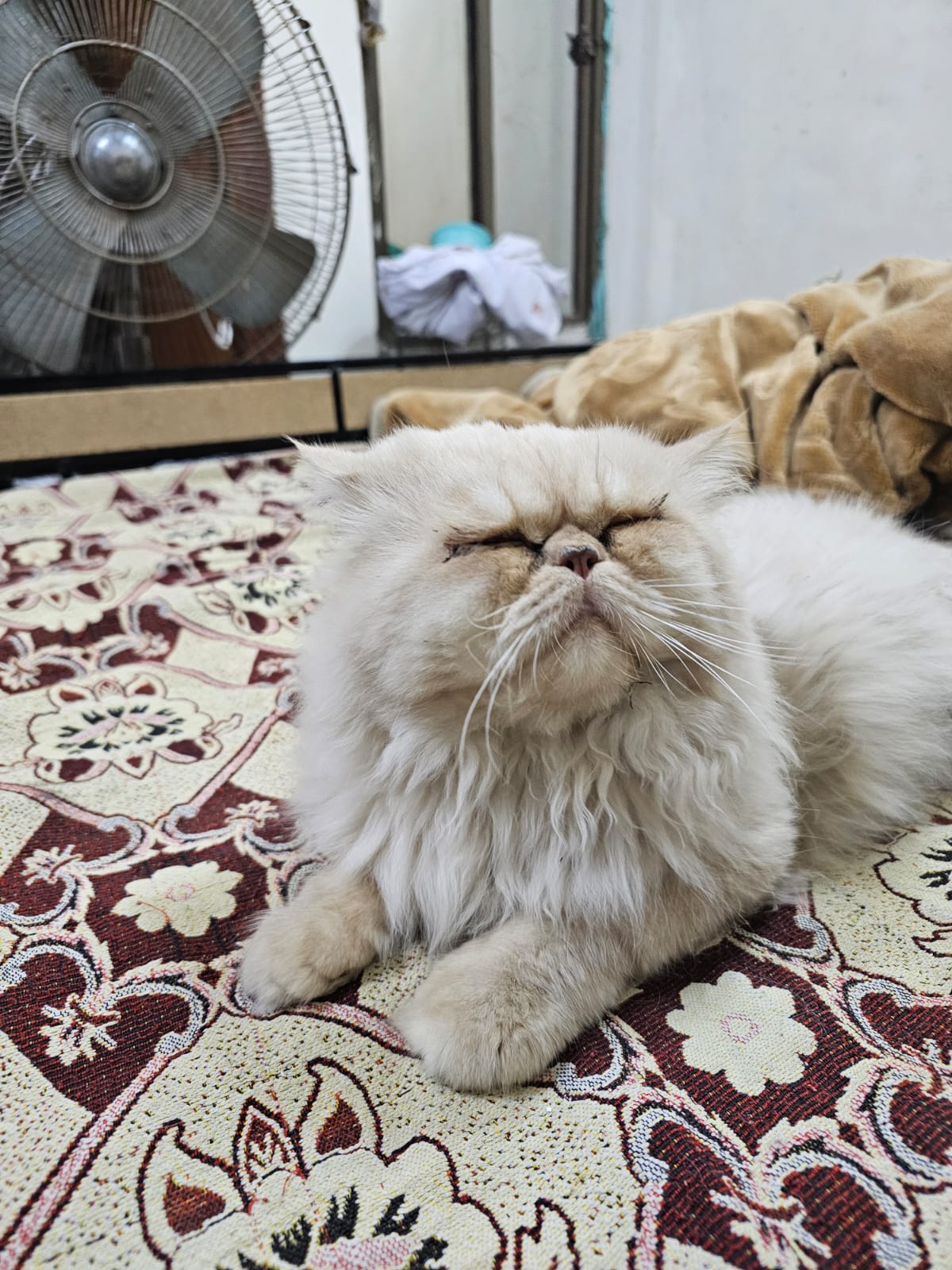 Adorable 3-Year-Old Persian Boy | Rawalpindi — photo 2
