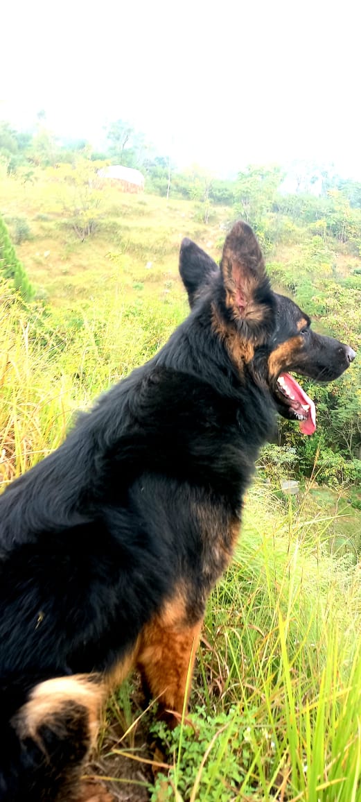 German shepherd — photo 4