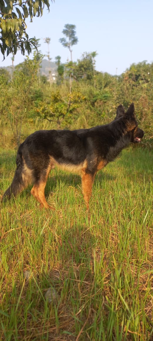 German shepherd — photo 3