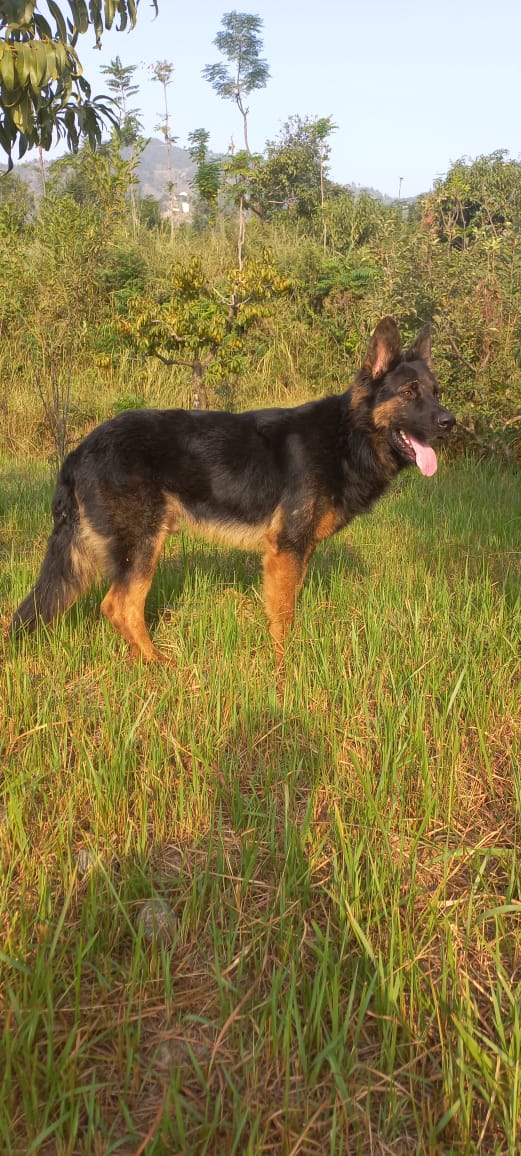 German shepherd — photo 2