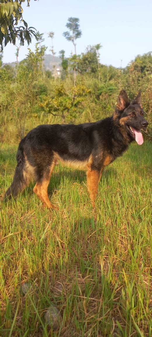 German shepherd