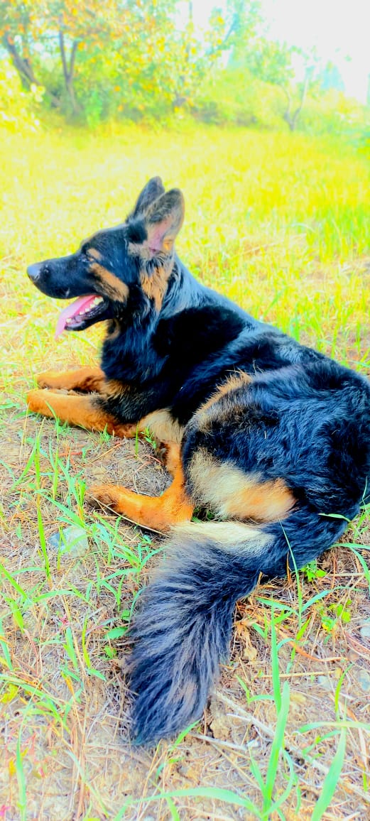 German shepherd — photo 5
