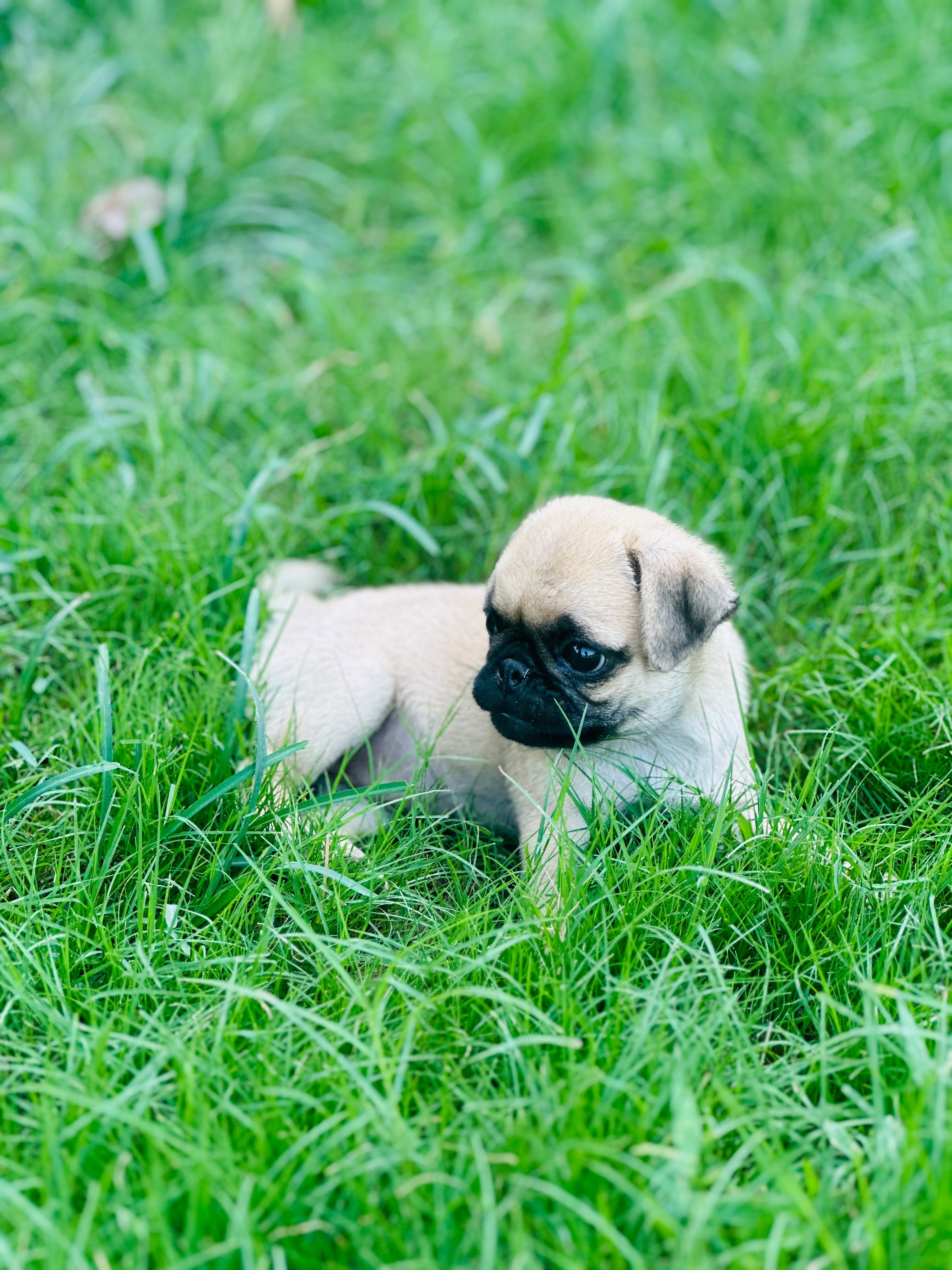 Healthy pug puppy — photo 2