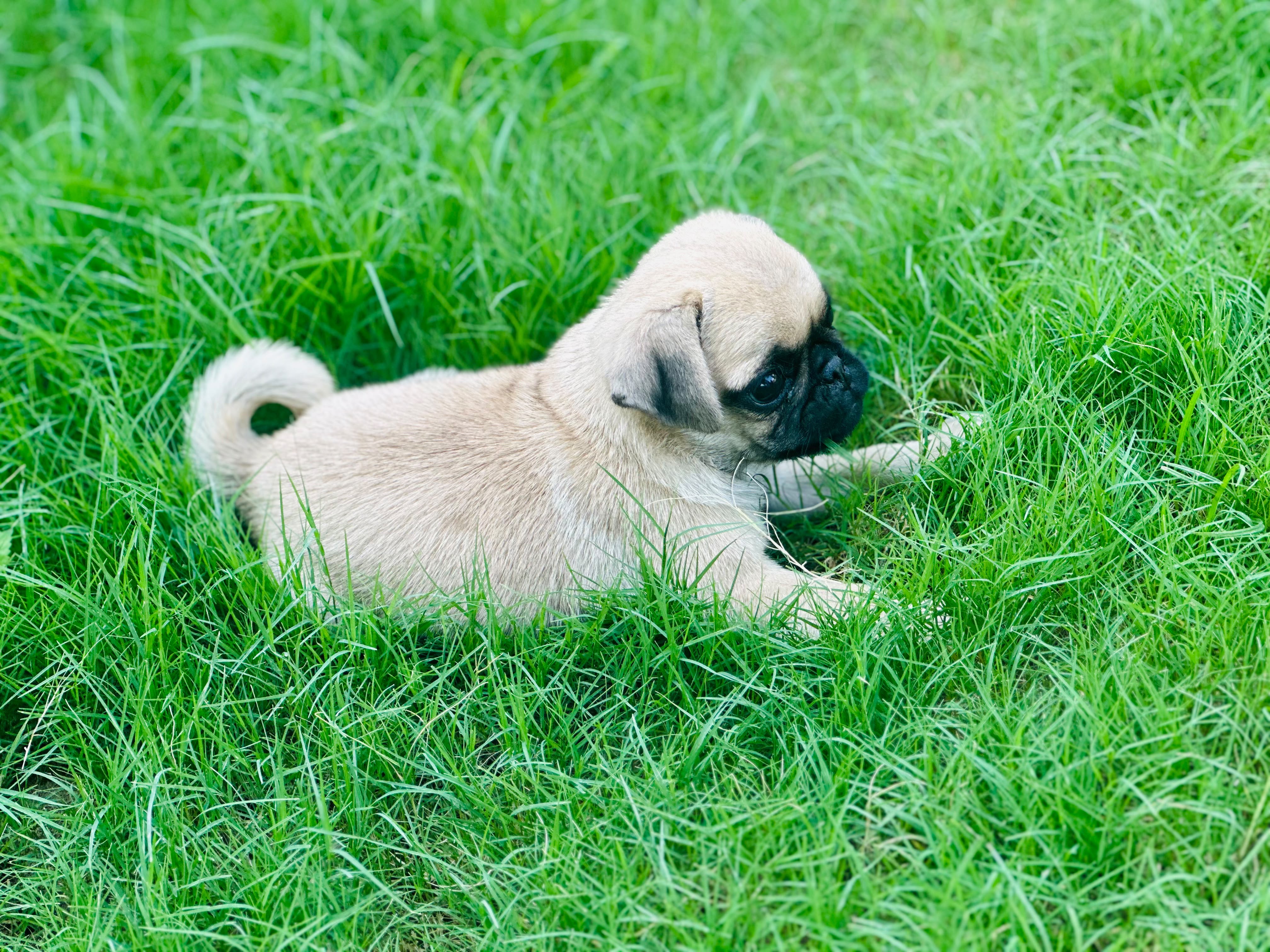 Healthy pug puppy
