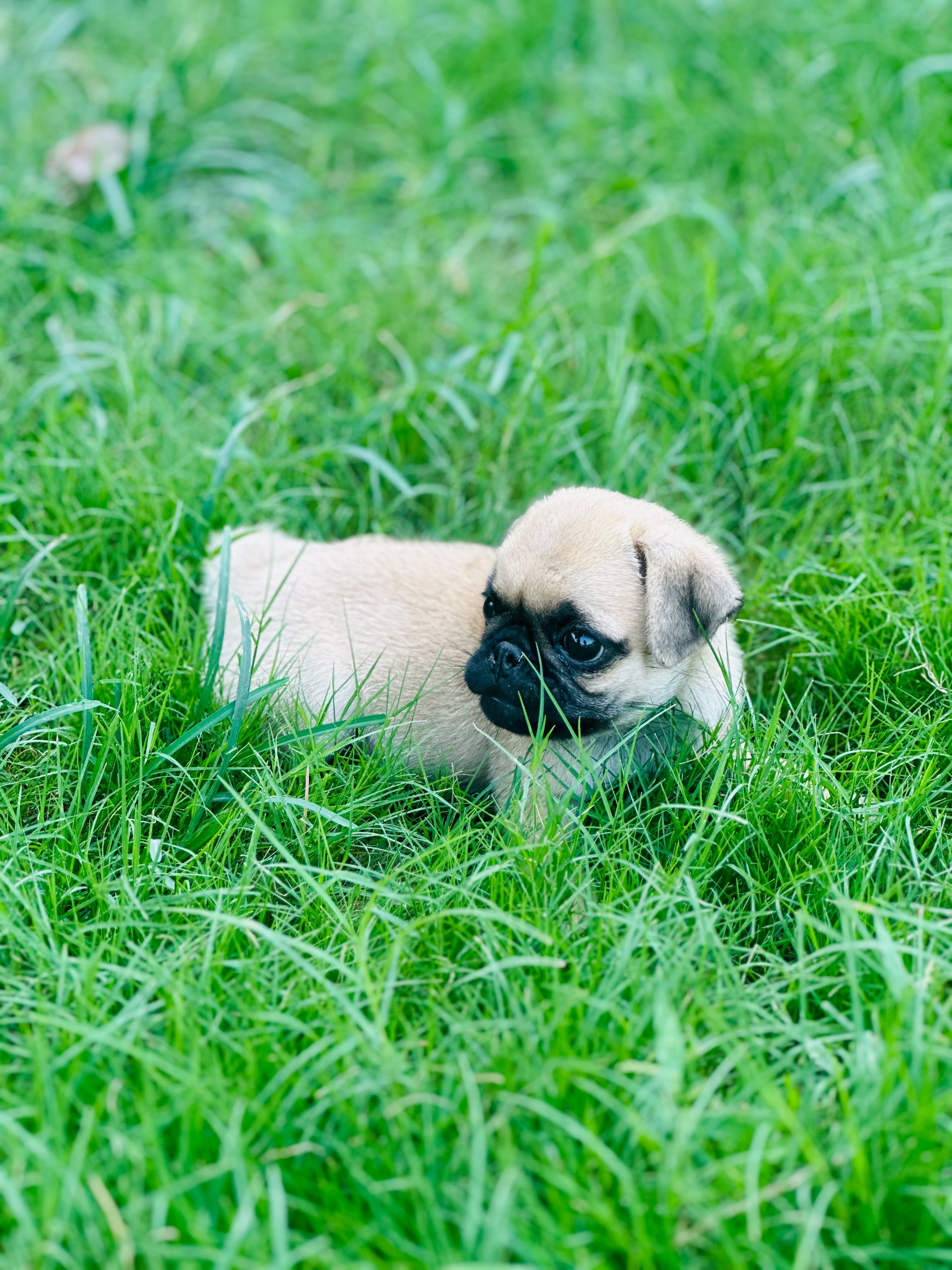 Healthy pug puppy — photo 4