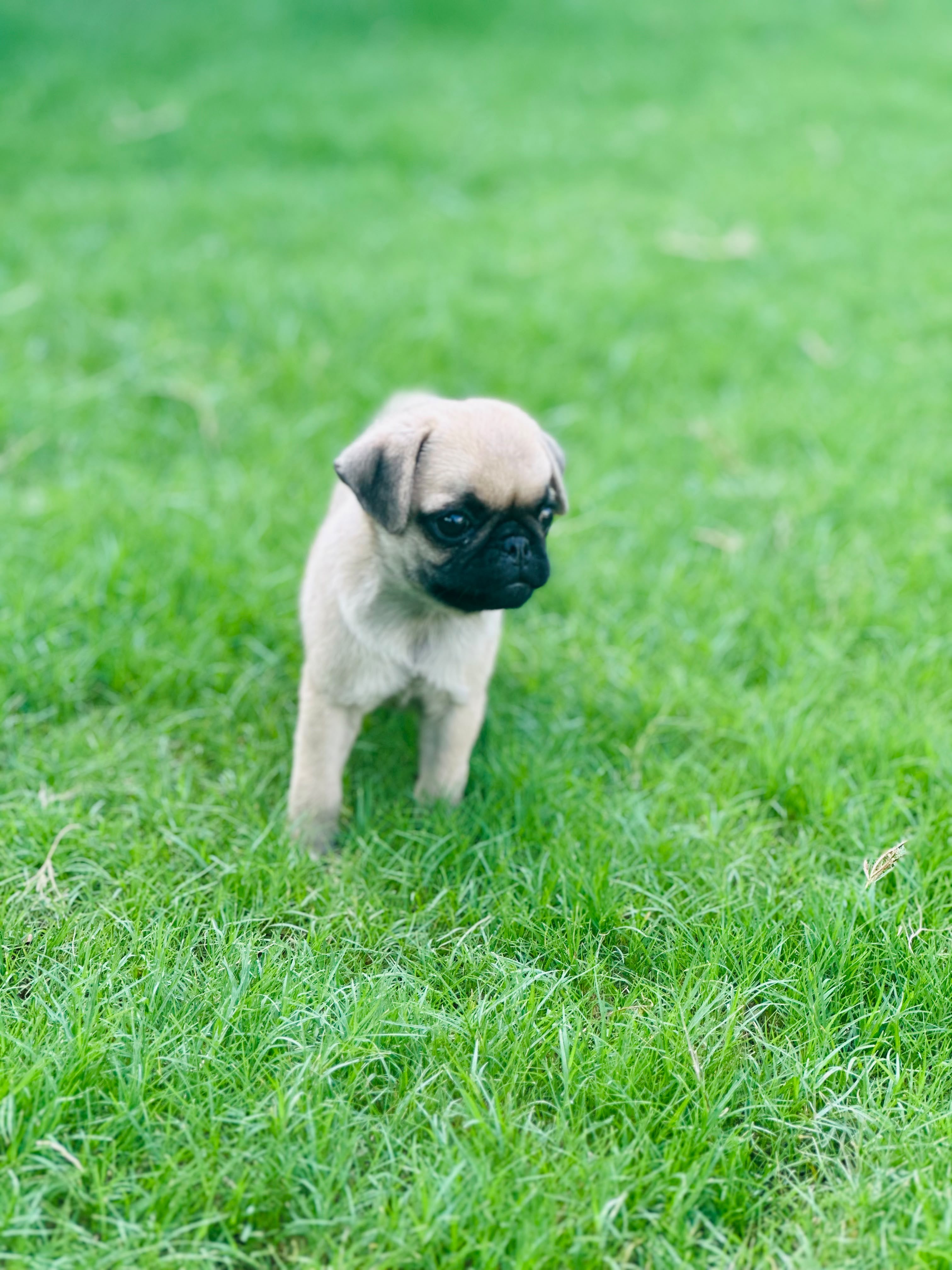 Healthy pug puppy — photo 5
