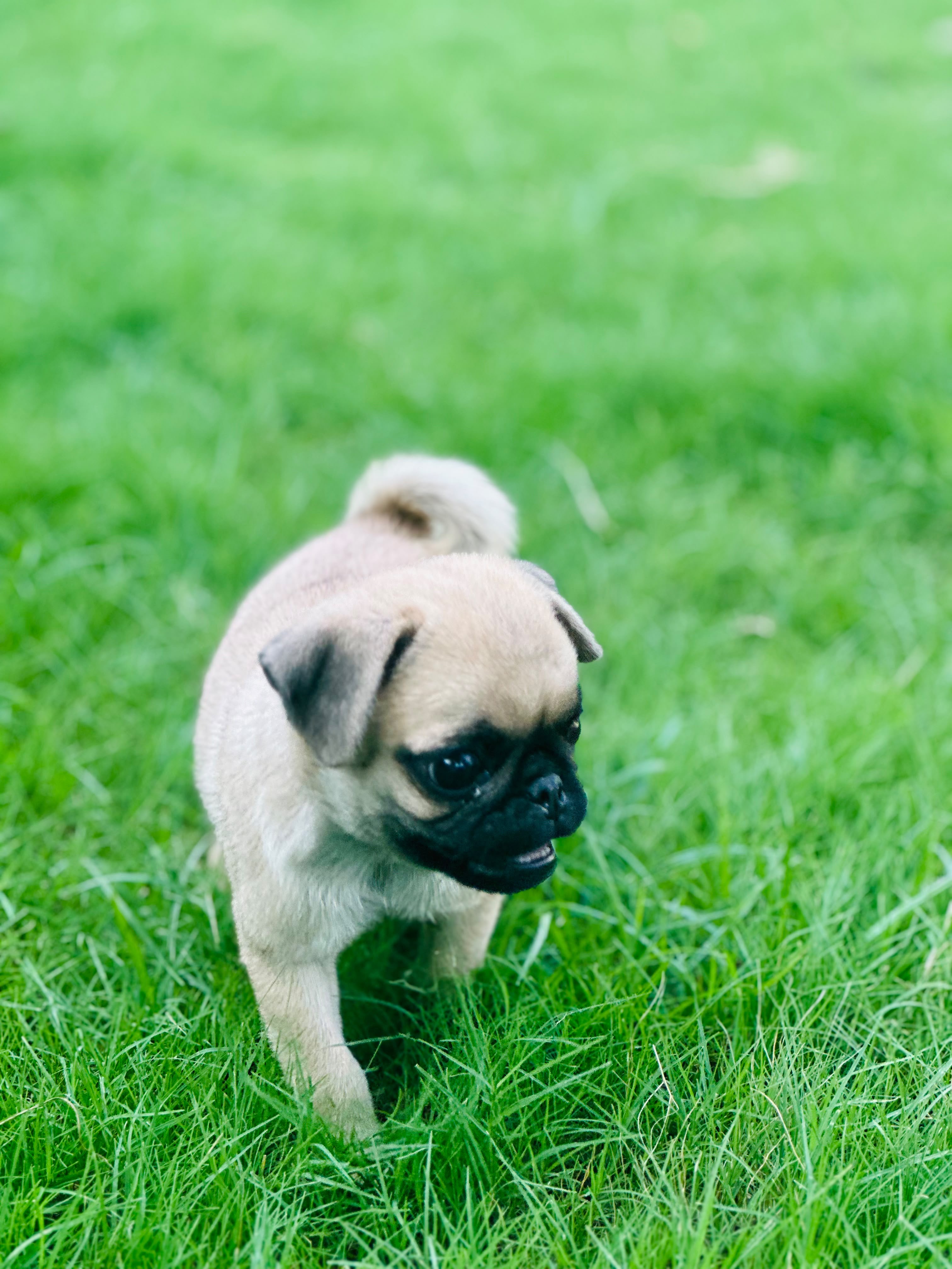 Healthy pug puppy — photo 3