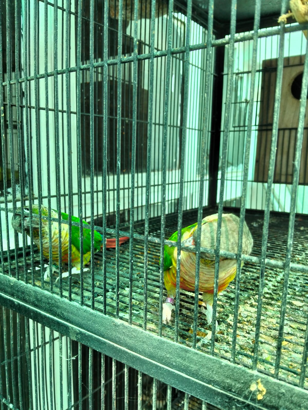 pineapple conure green cheek — photo 2