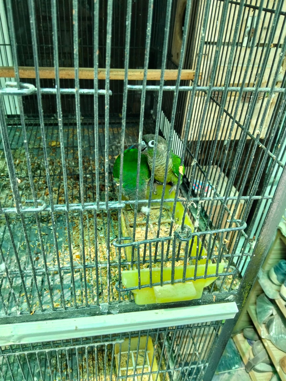 pineapple conure green cheek — photo 5