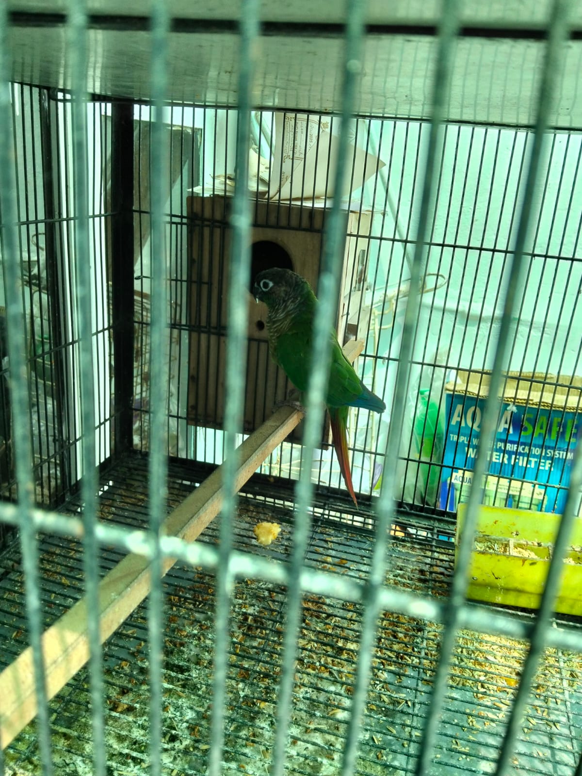 pineapple conure green cheek — photo 3
