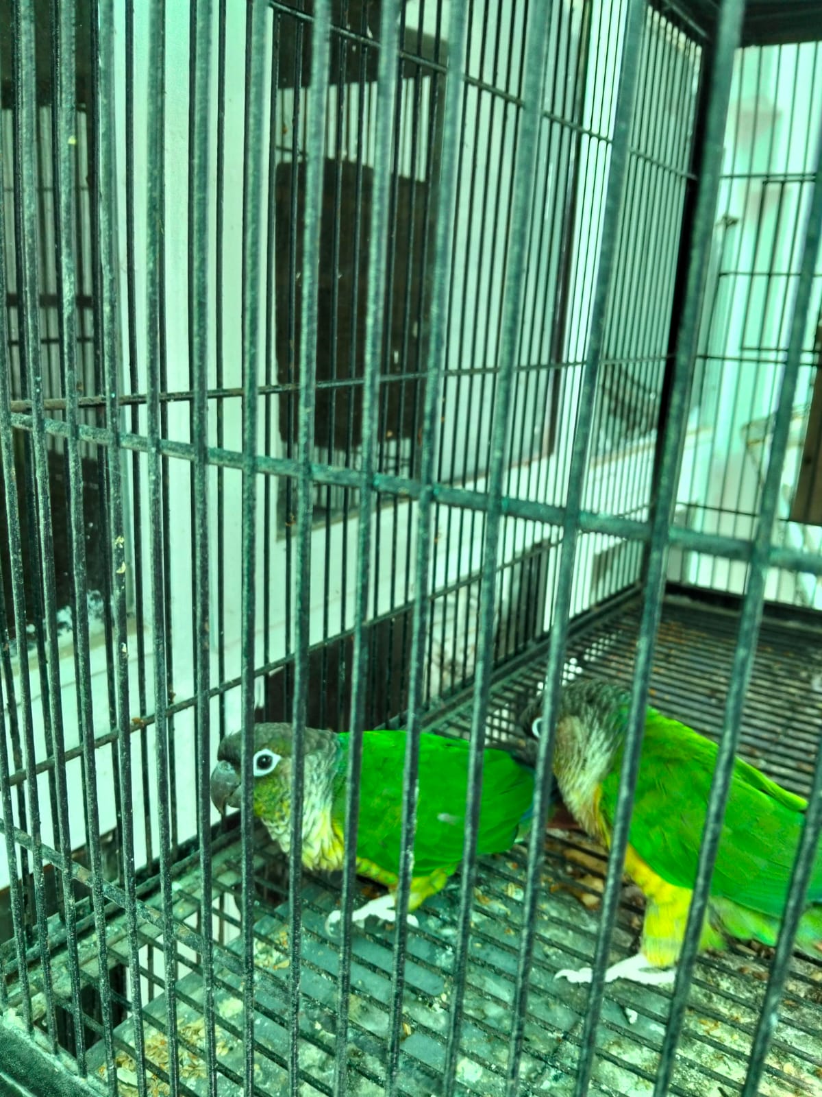 pineapple conure green cheek — photo 4