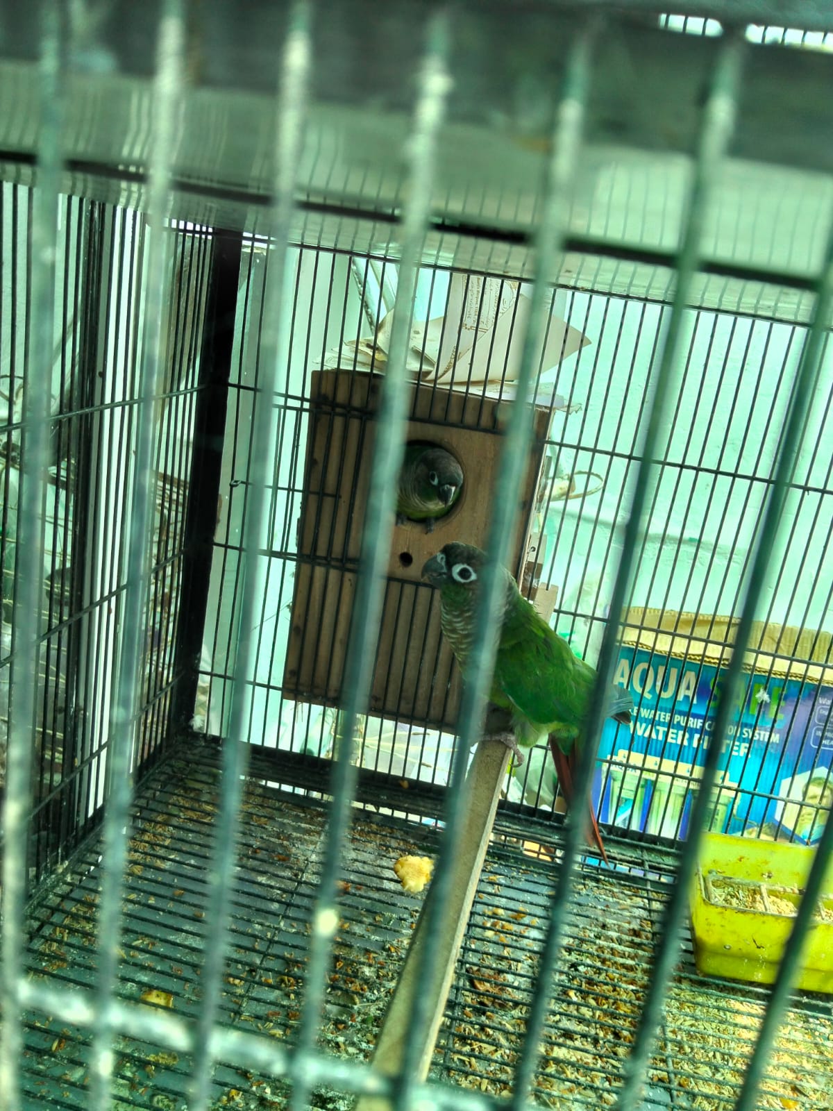 pineapple conure green cheek