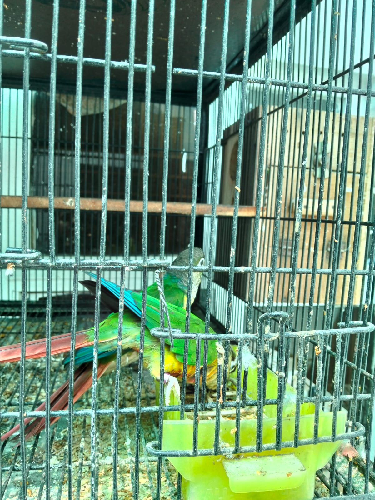 pineapple conure green cheek — photo 7