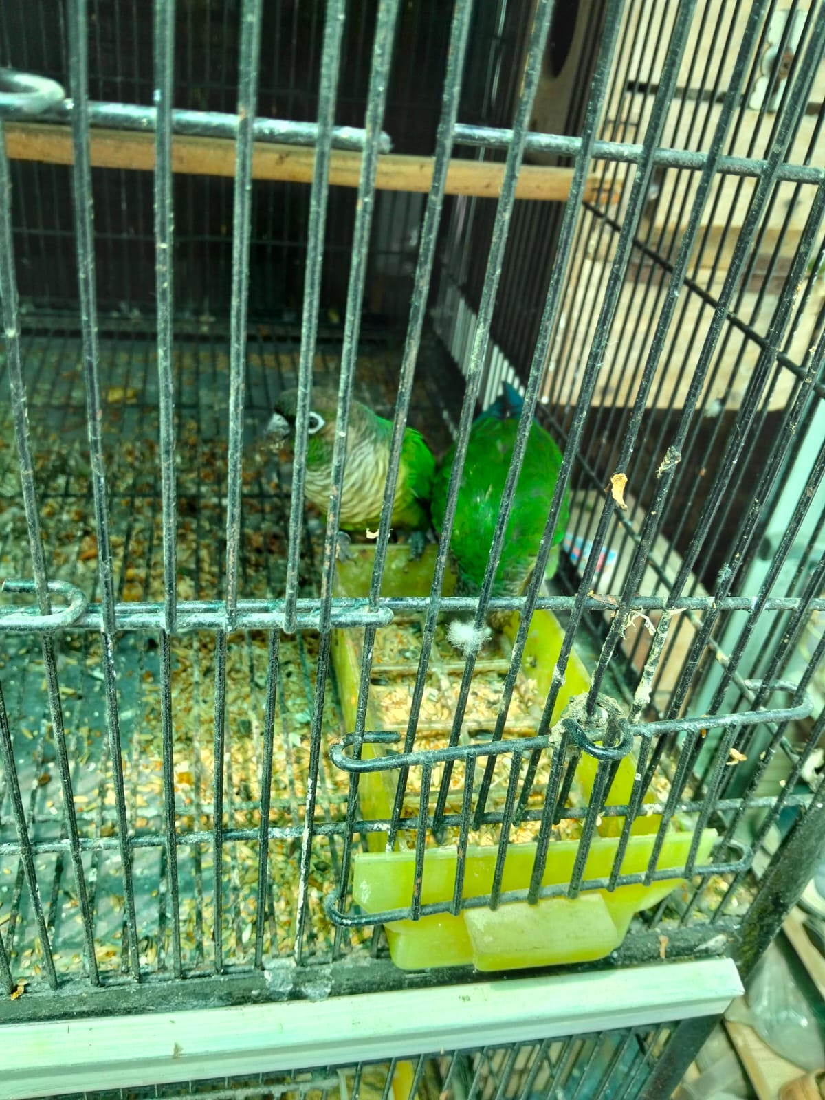 pineapple conure green cheek — photo 6