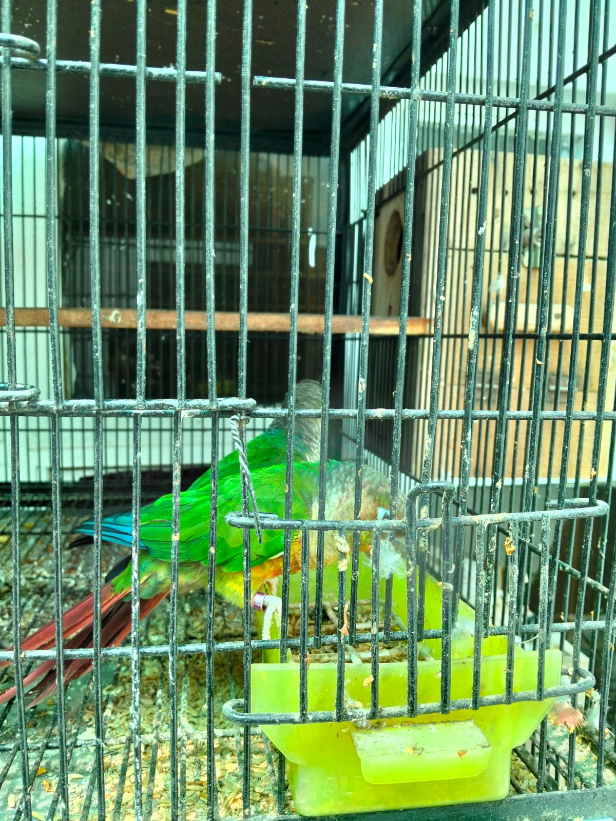 pineapple conure green cheek — photo 8