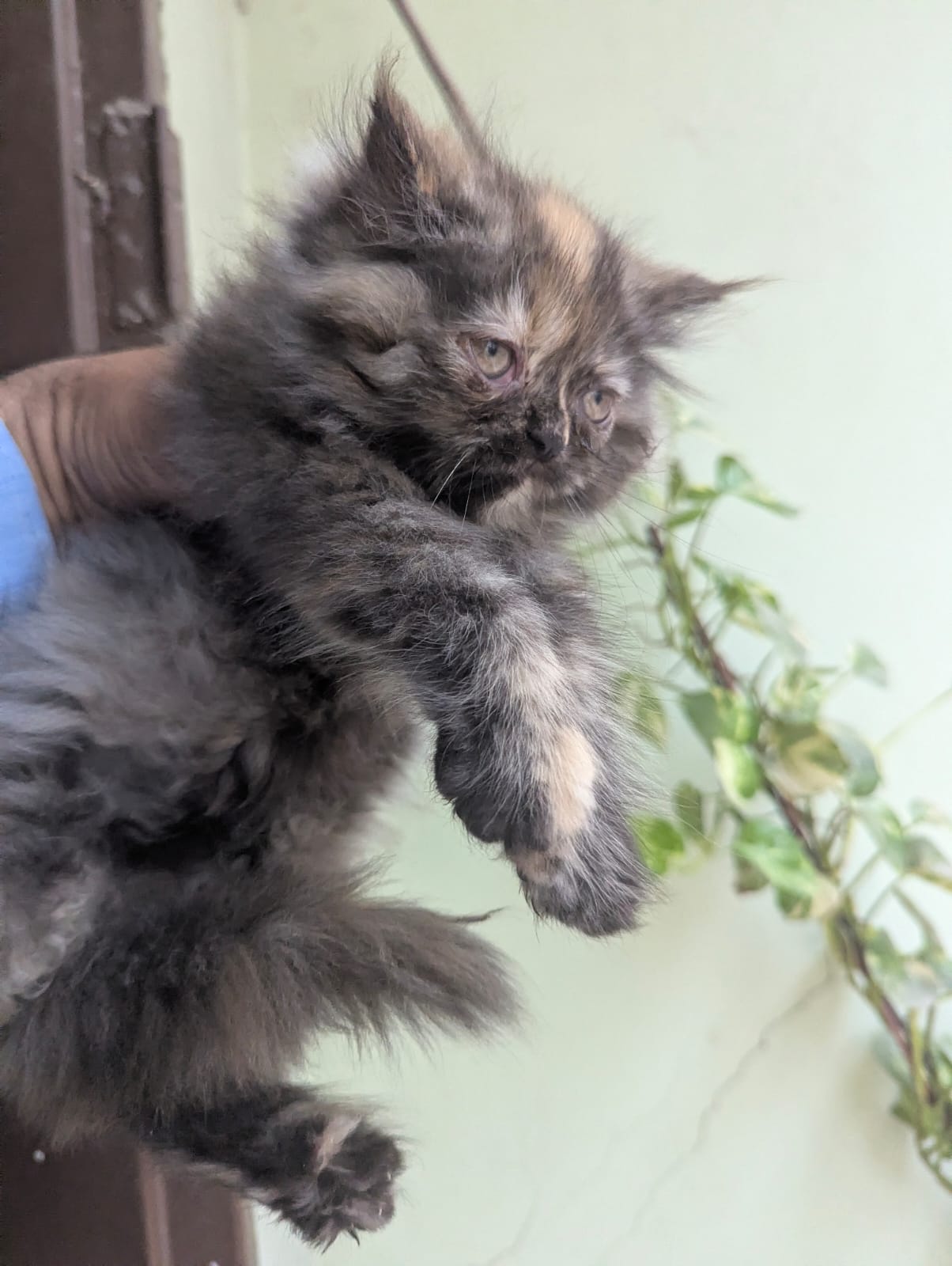 Beautiful Persian Punch Face Female Kitten Tortoiseshell Color — photo 5