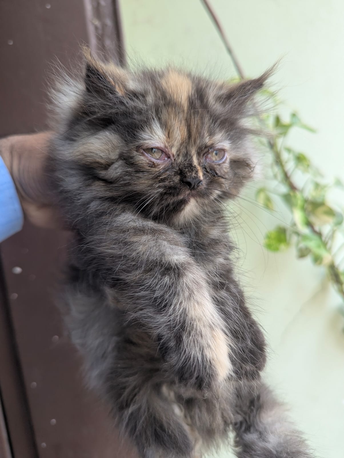 Beautiful Persian Punch Face Female Kitten Tortoiseshell Color — photo 4