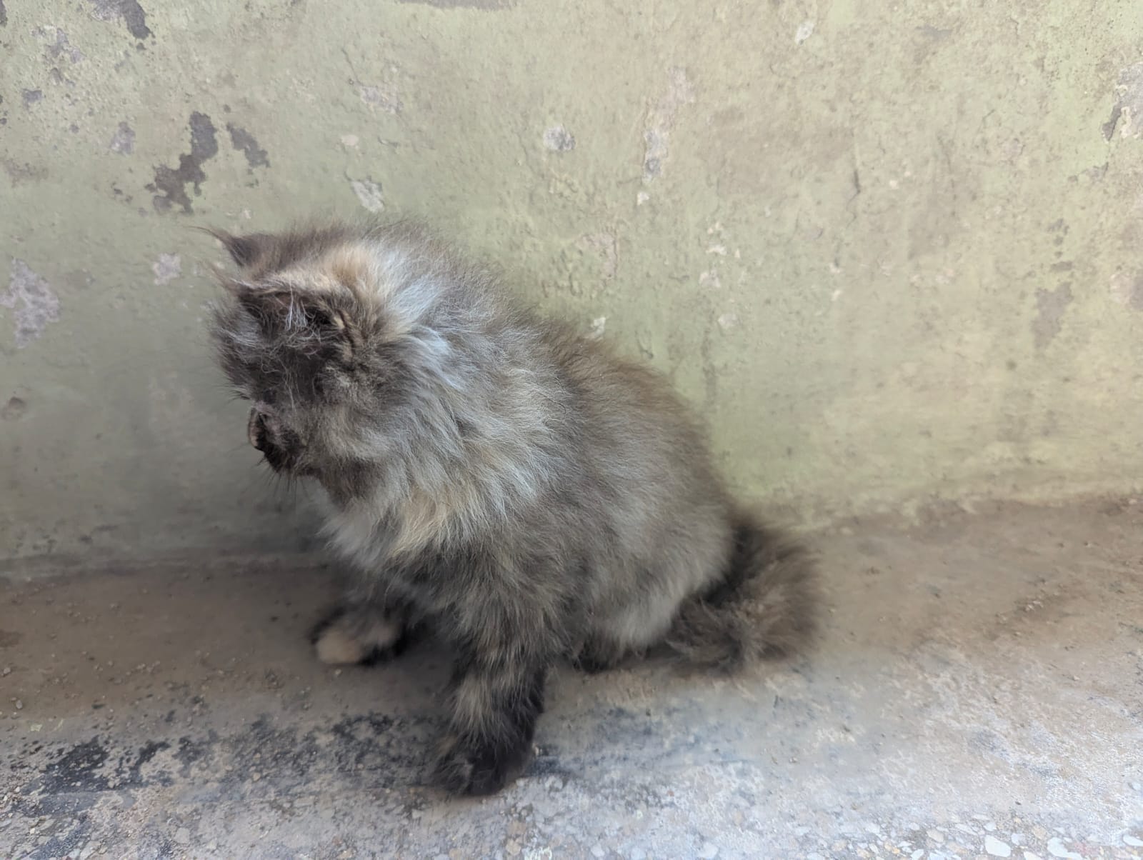 Beautiful Persian Punch Face Female Kitten Tortoiseshell Color — photo 2