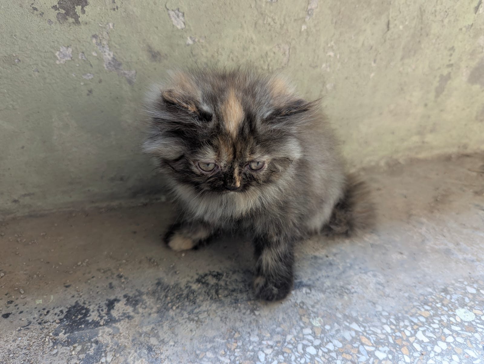 Beautiful Persian Punch Face Female Kitten Tortoiseshell Color — photo 3