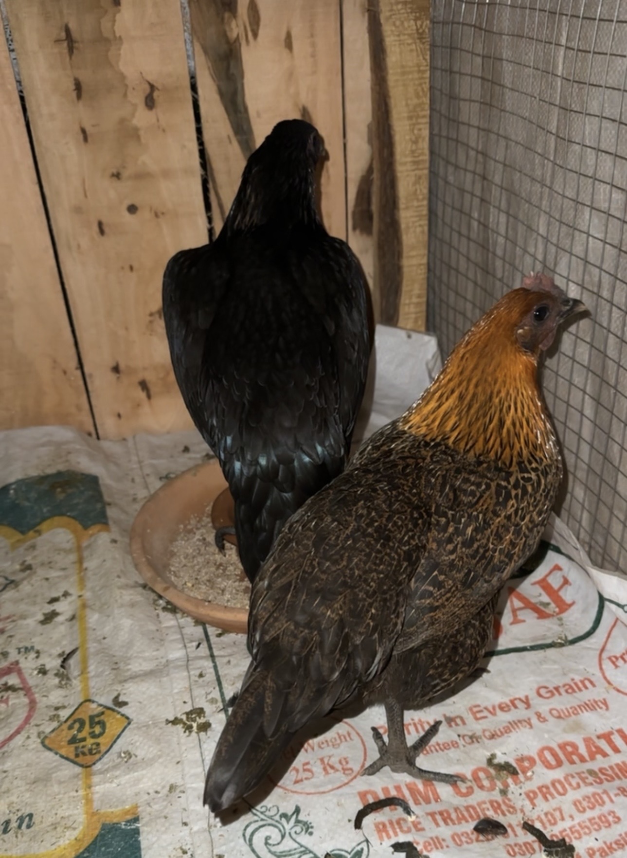 Aseel others /golden mishri — photo 1