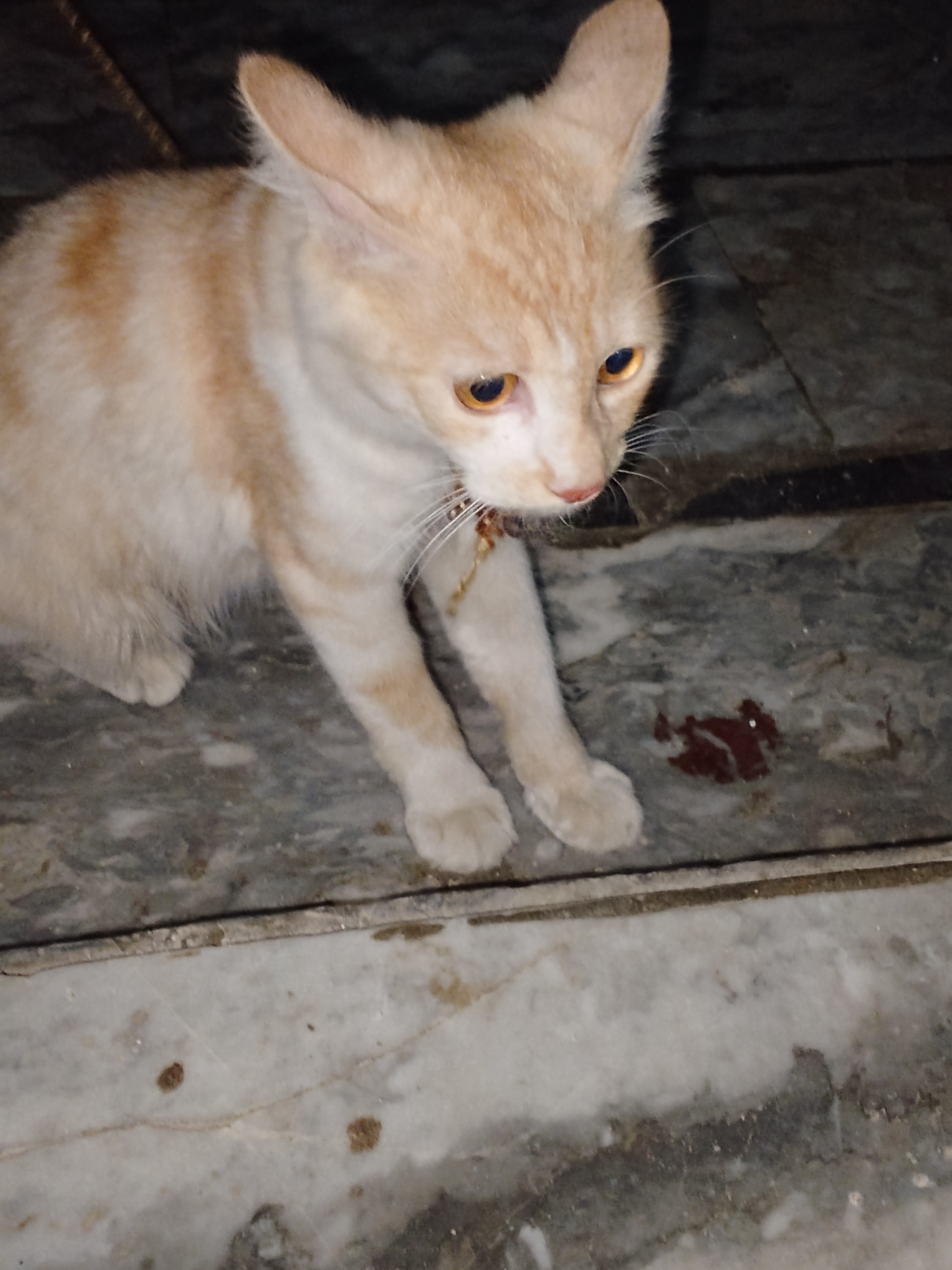 Short hair Persian cat