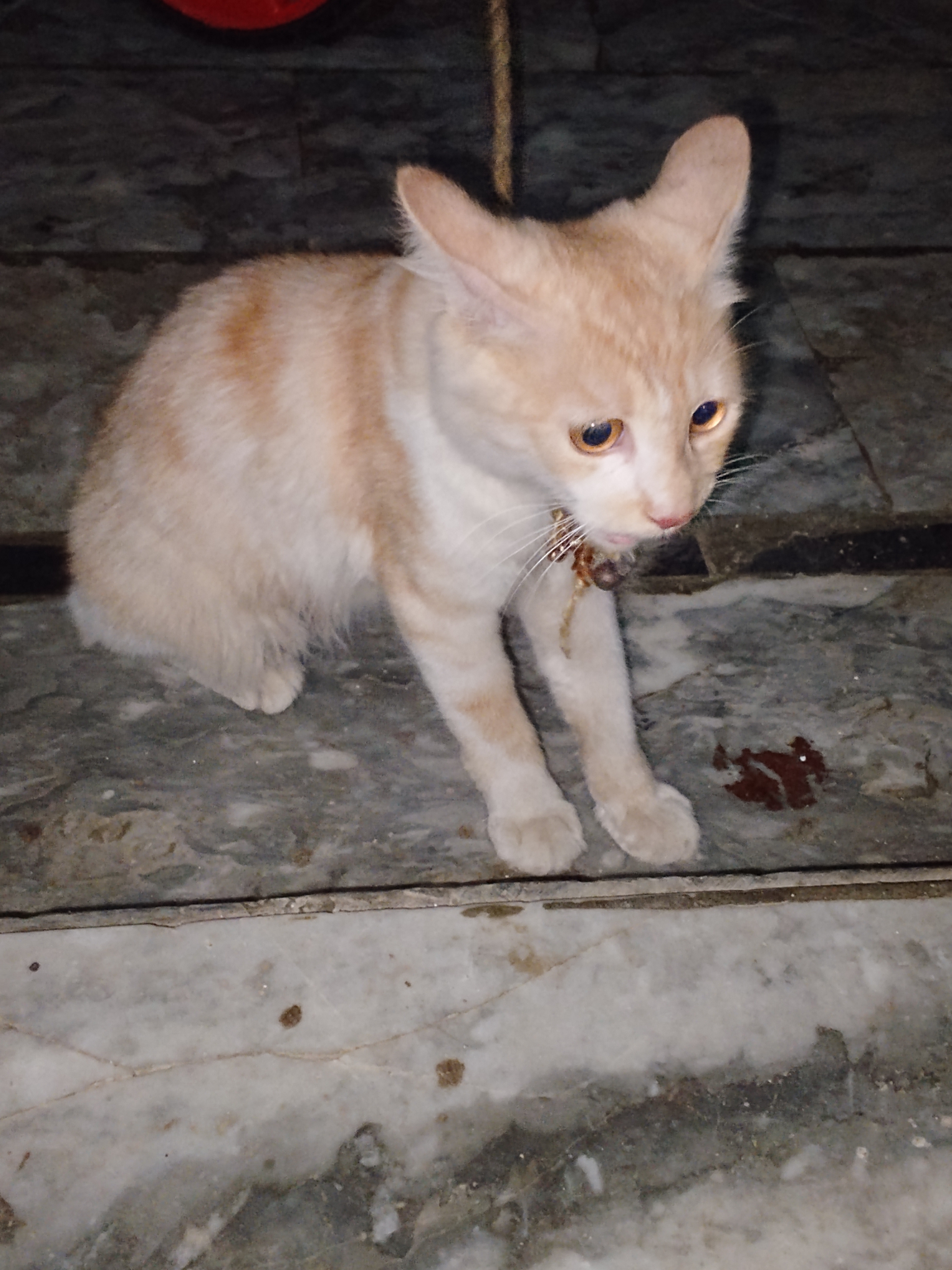 Short hair Persian cat — photo 2