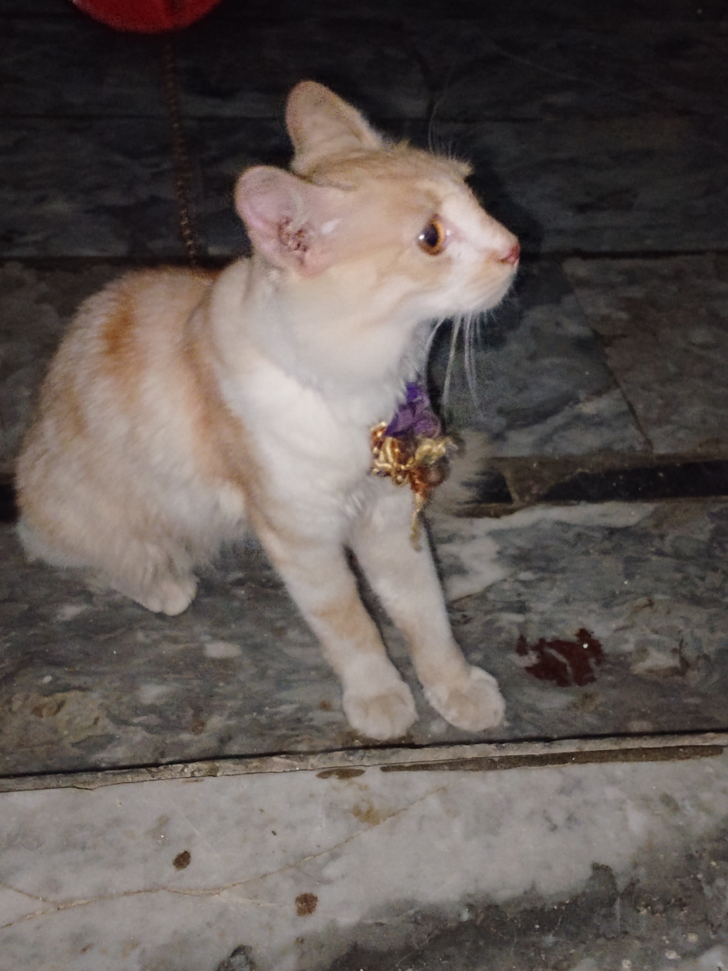 Short hair Persian cat — photo 3