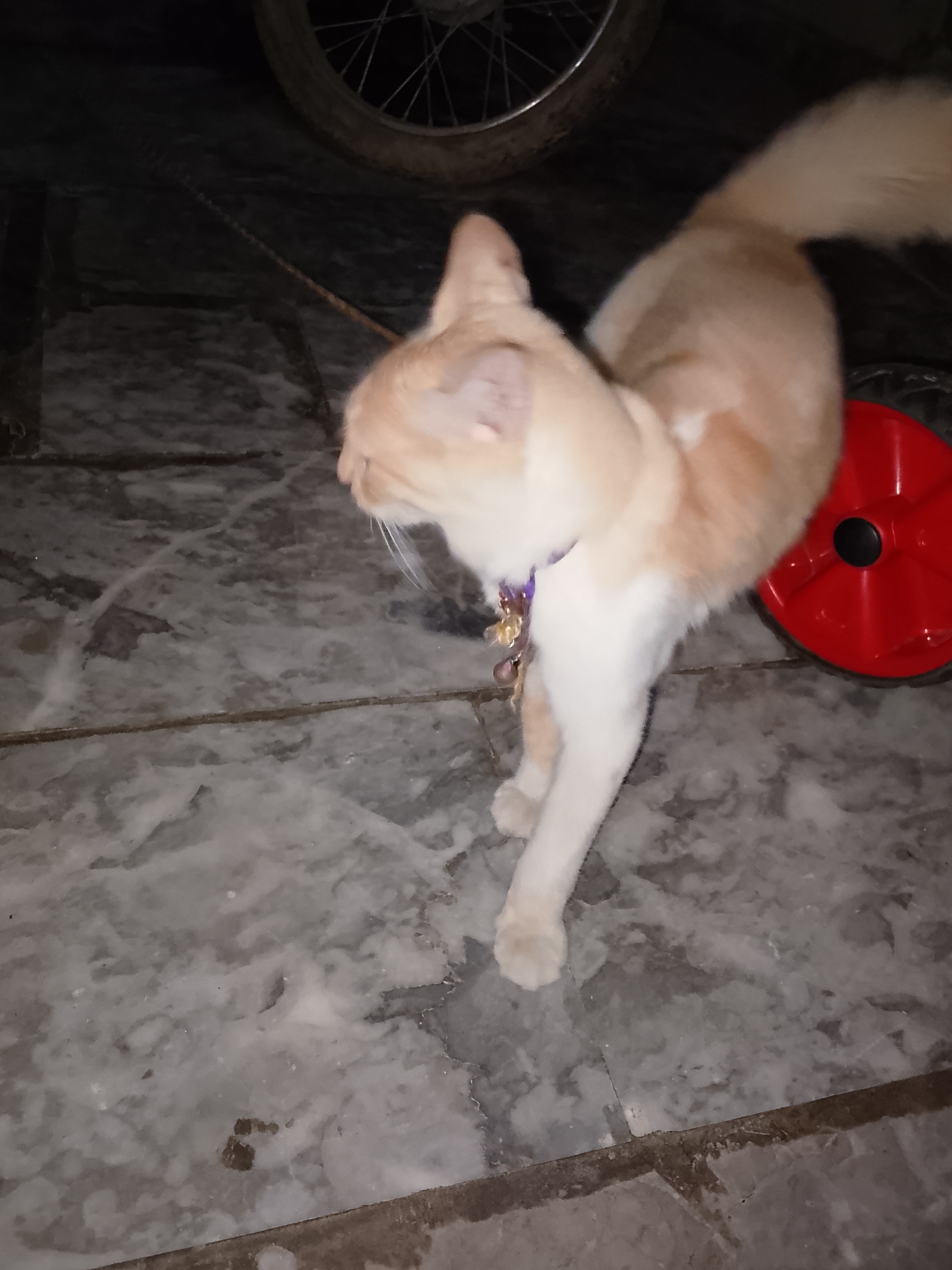 Short hair Persian cat — photo 5