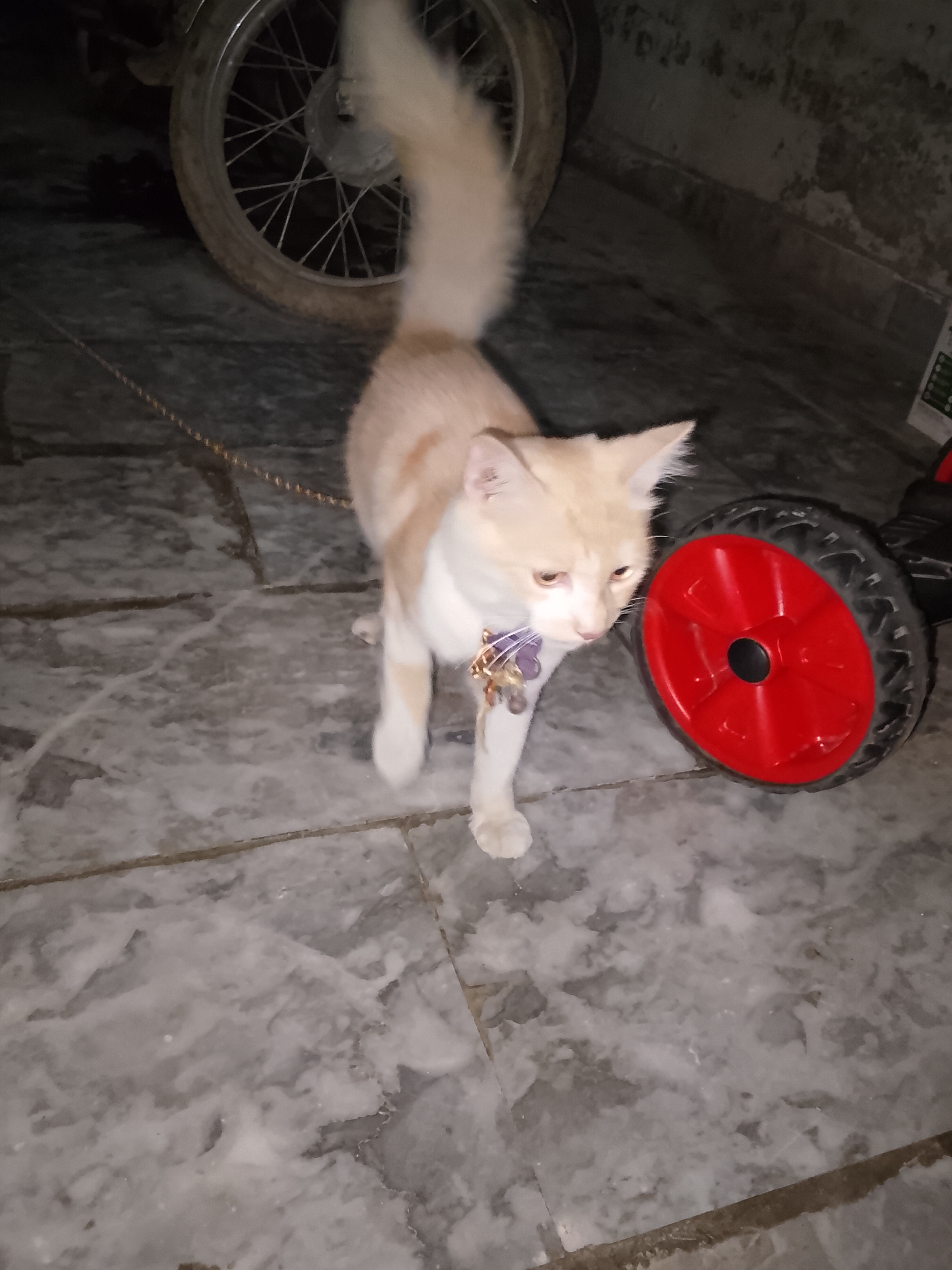 Short hair Persian cat — photo 4