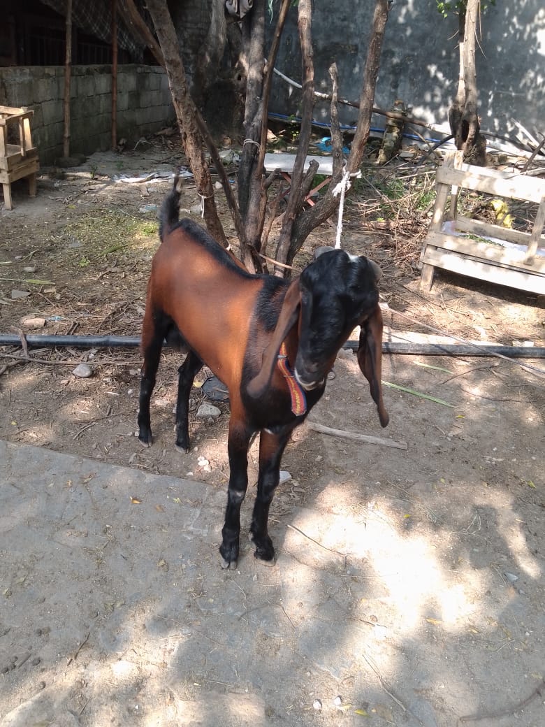 Two Male Goats for sale Vaccinated