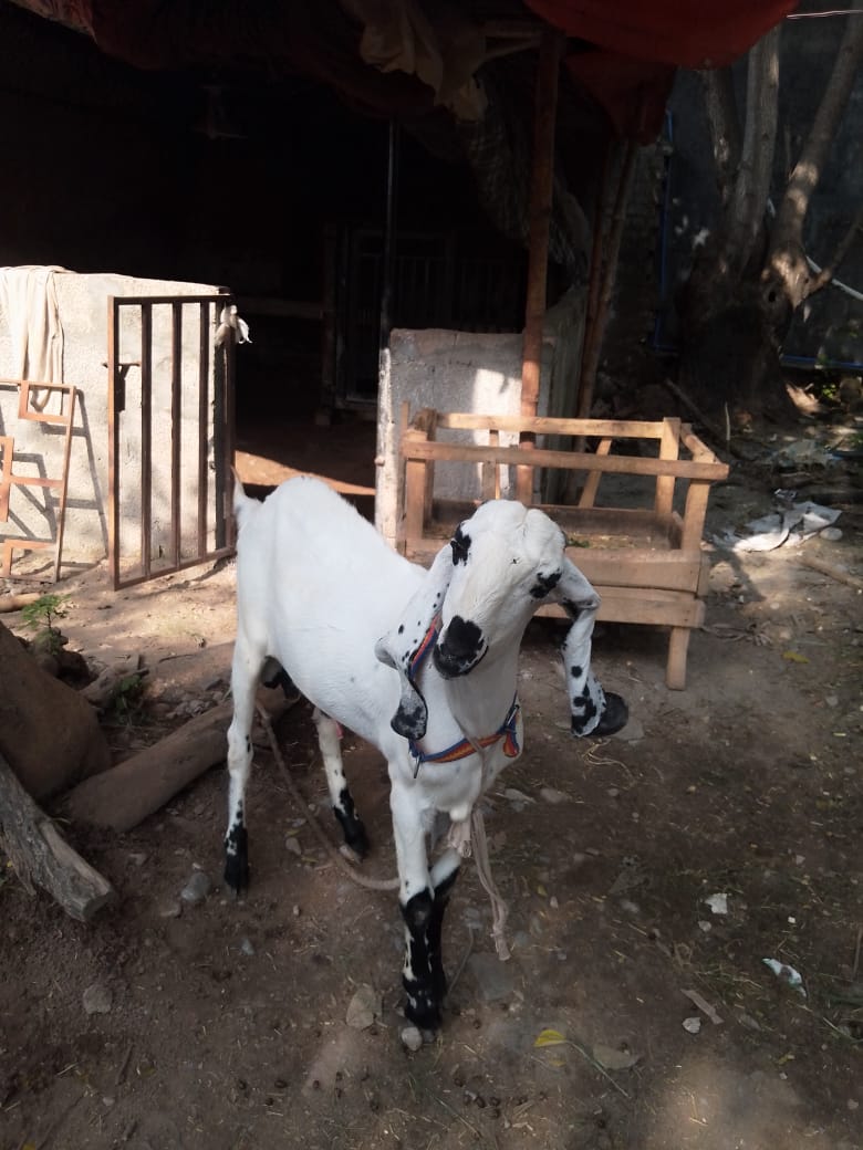 Two Male Goats for sale Vaccinated — photo 2