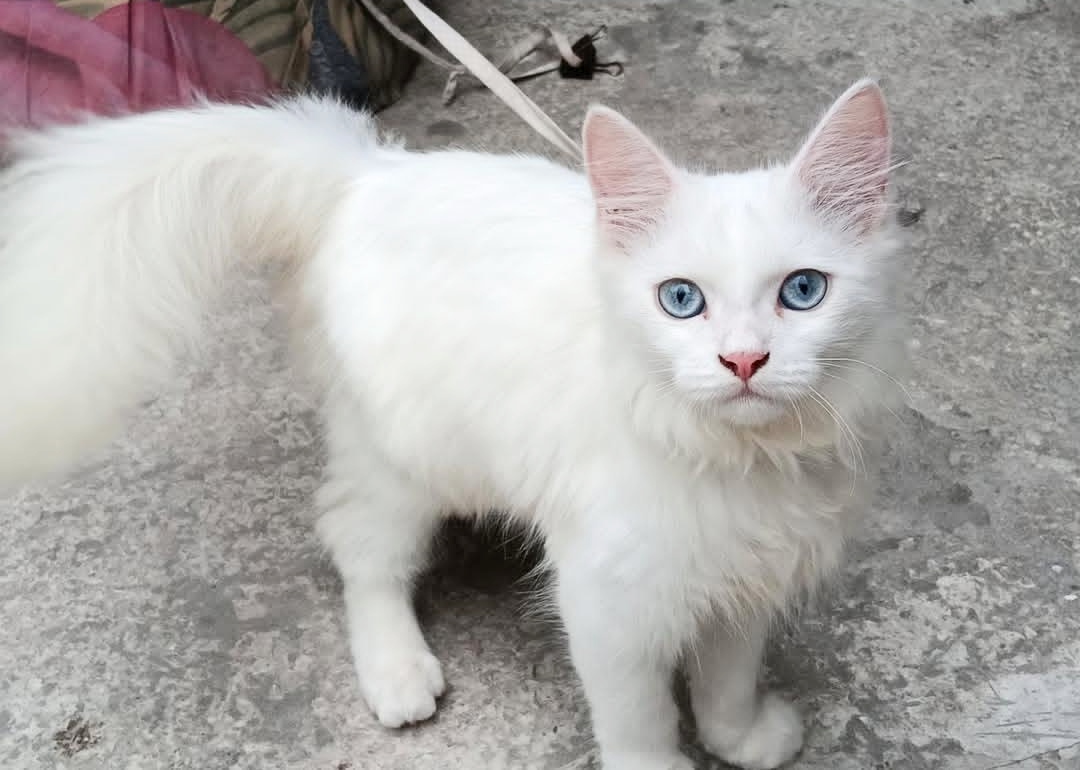 Persian cat Male 5 month — photo 1