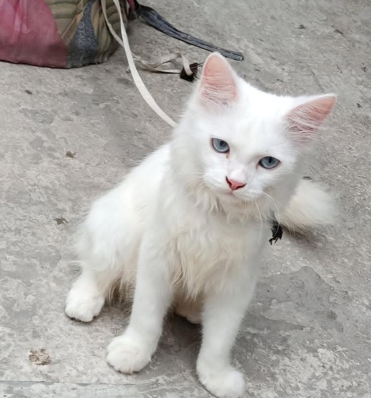 Persian cat Male 5 month — photo 3