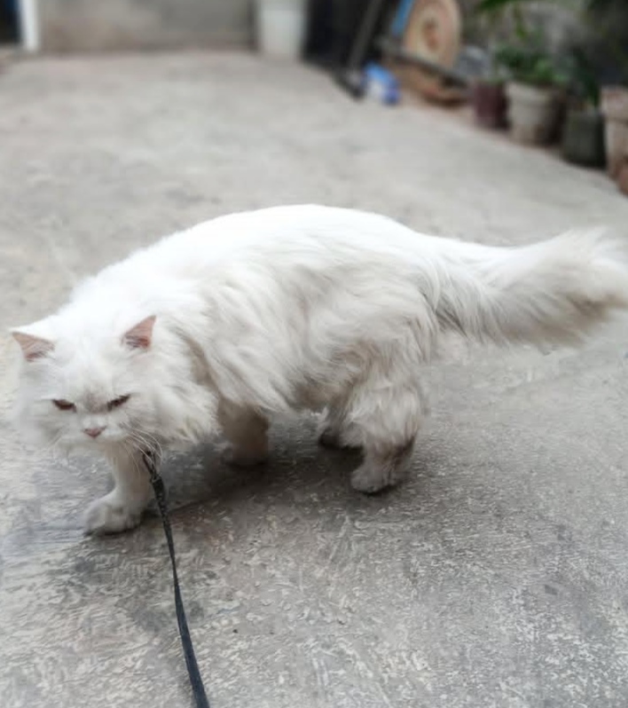 Persian cat Male Triple coat — photo 2