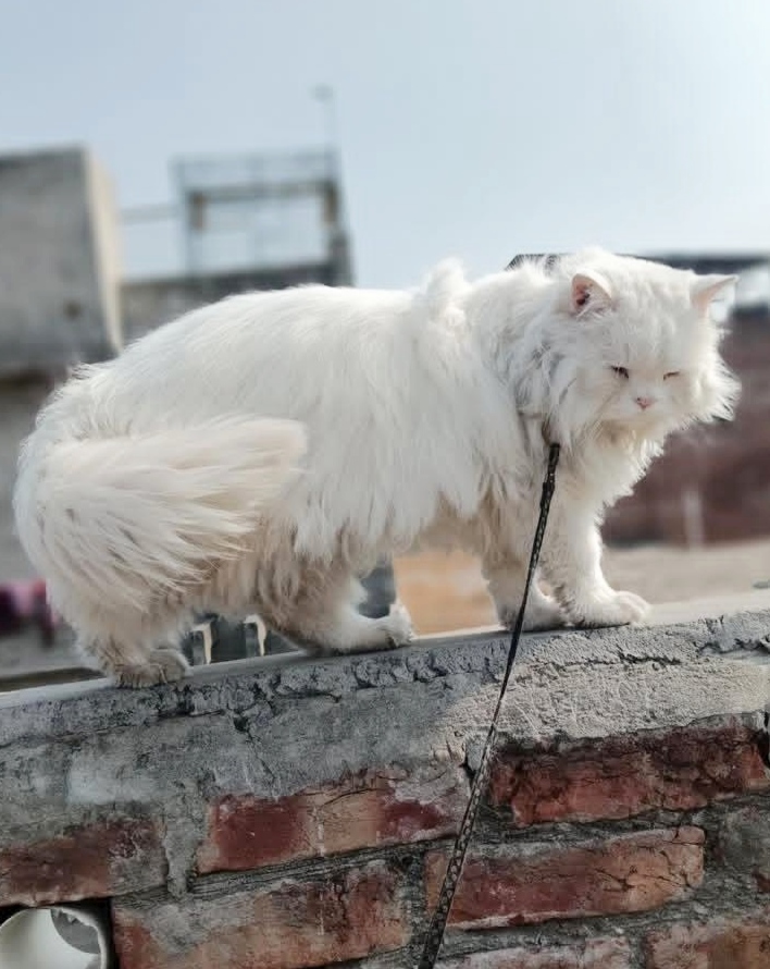 Persian cat Male Triple coat — photo 1
