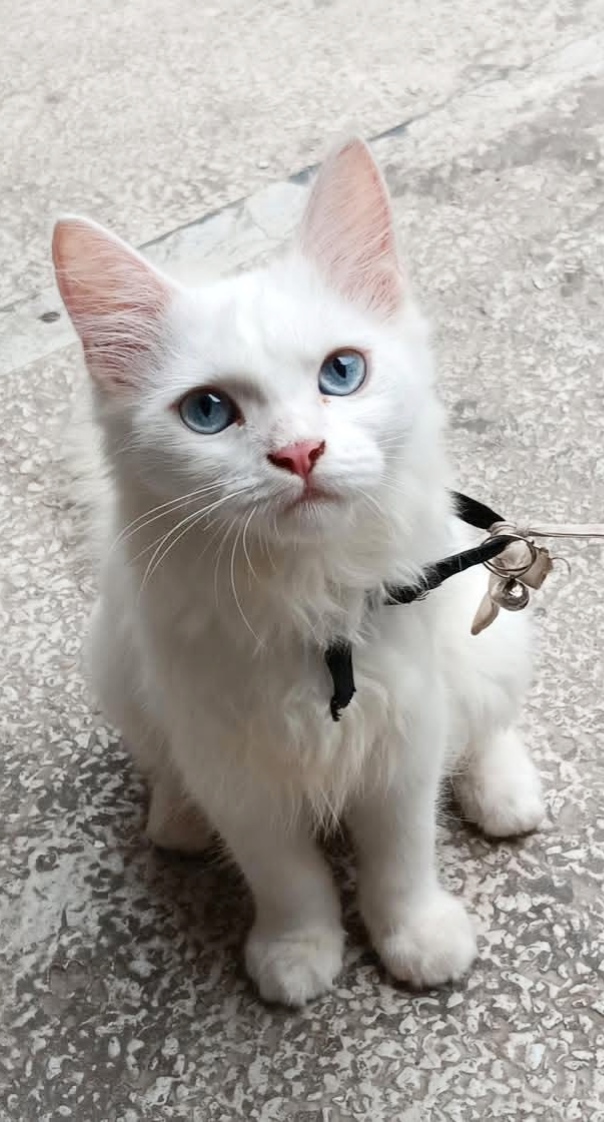 Persian cat Male 5 month — photo 2