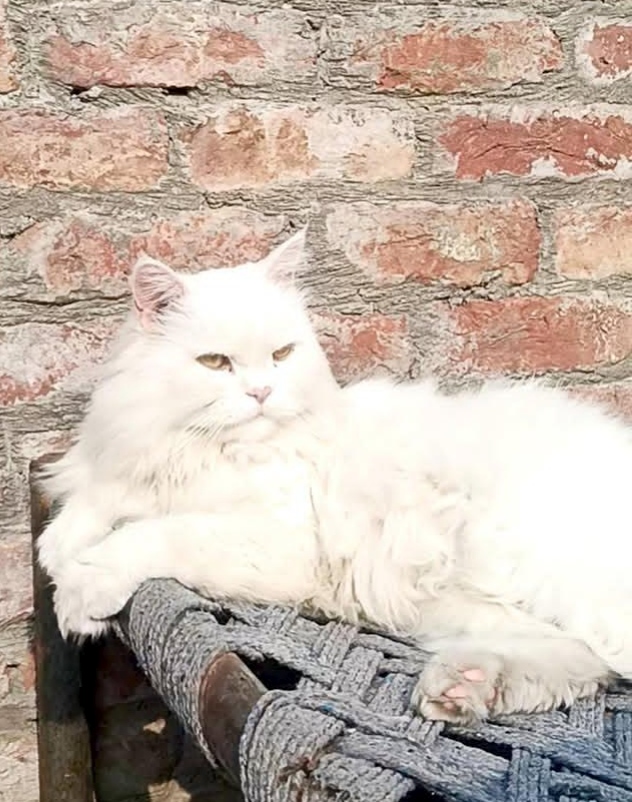 Persian cat Male Triple coat — photo 3
