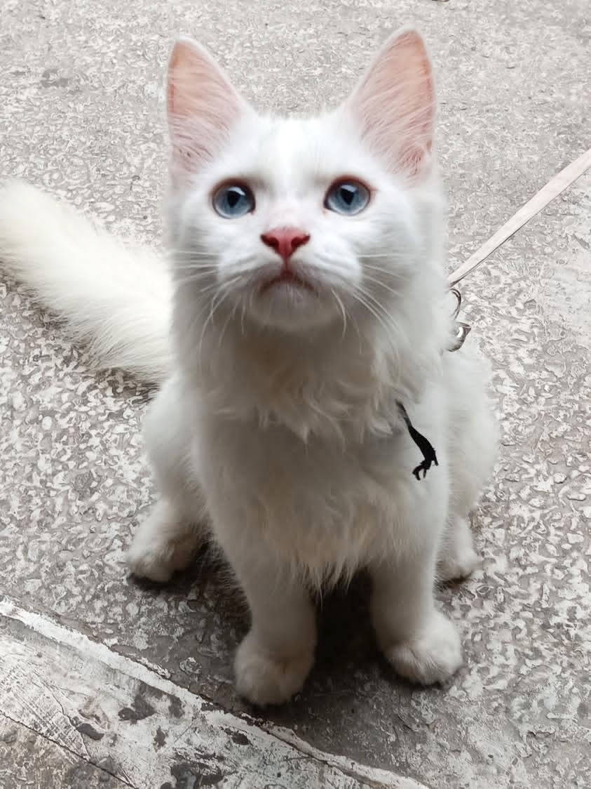 Persian cat Male 5 month — photo 4