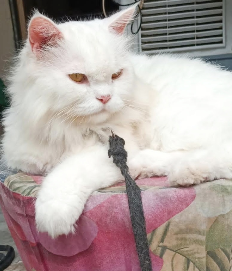 Persian cat Male Triple coat — photo 4