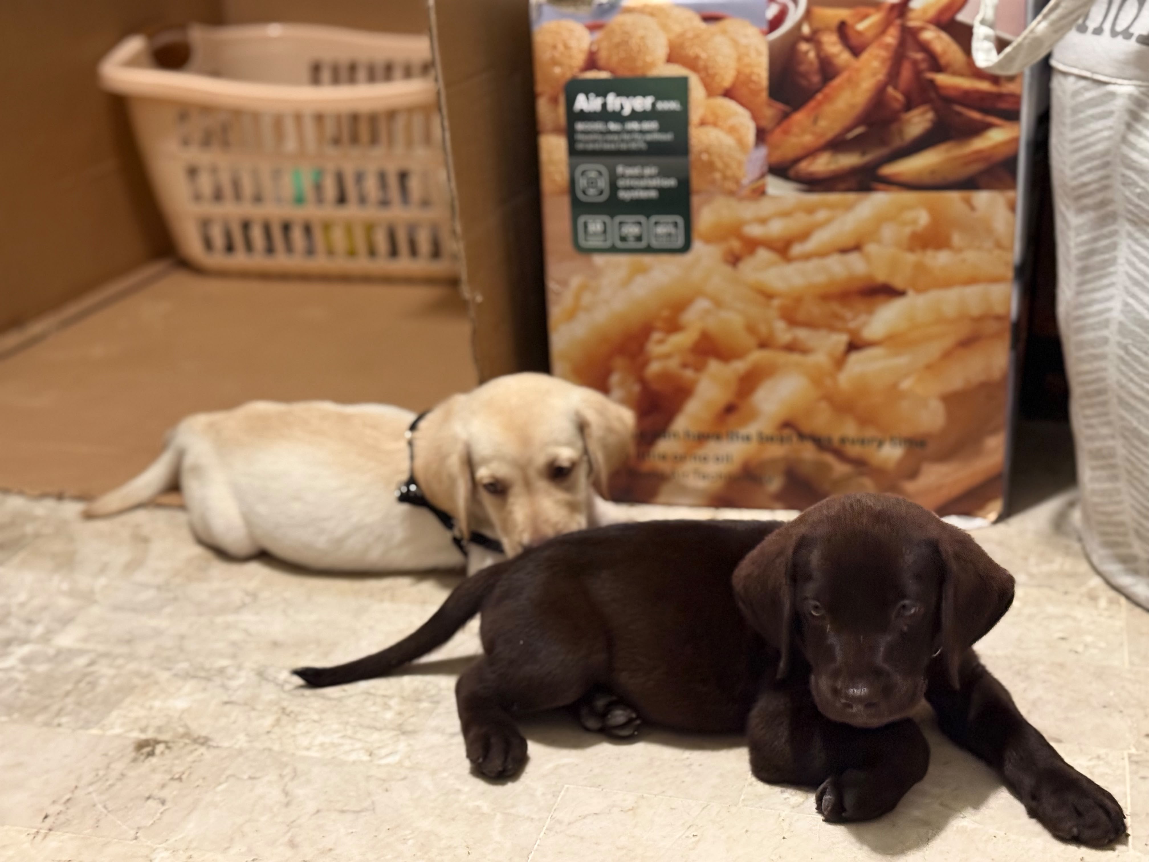 Lilly and Brownie — photo 2