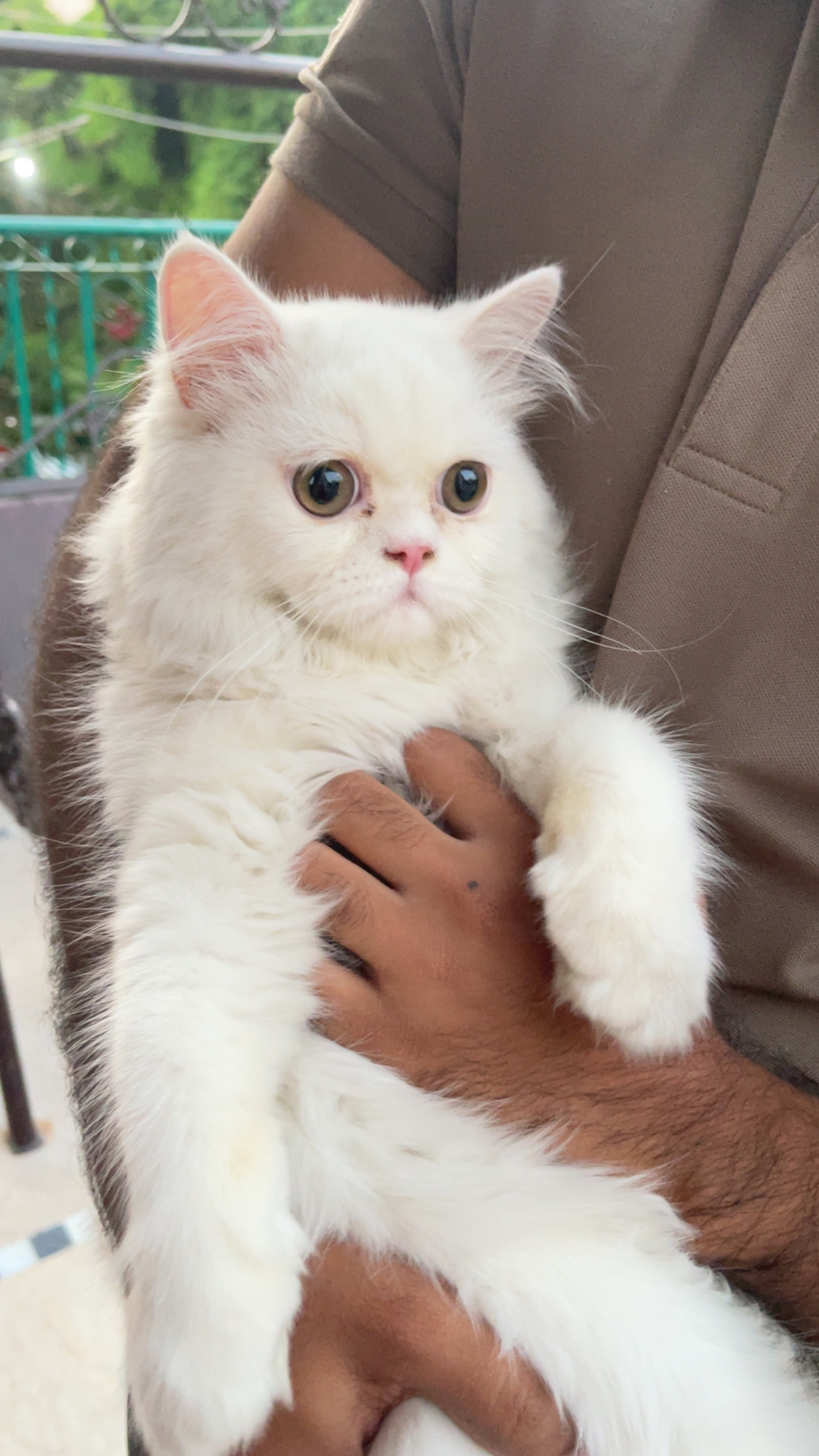 🐱✨ Beautiful Punch-Face, Extra-Long-Coat Kitten for Sale ✨🐱