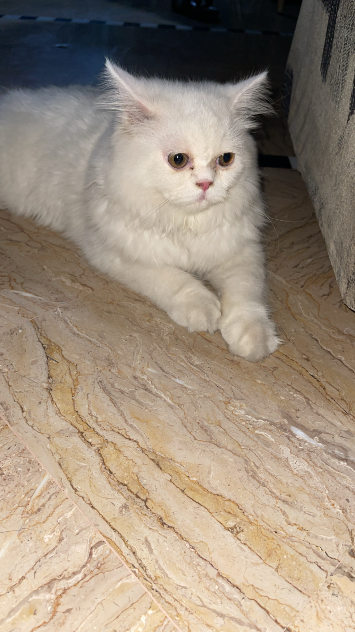 🐱✨ Beautiful Punch-Face, Extra-Long-Coat Kitten for Sale ✨🐱 — photo 6