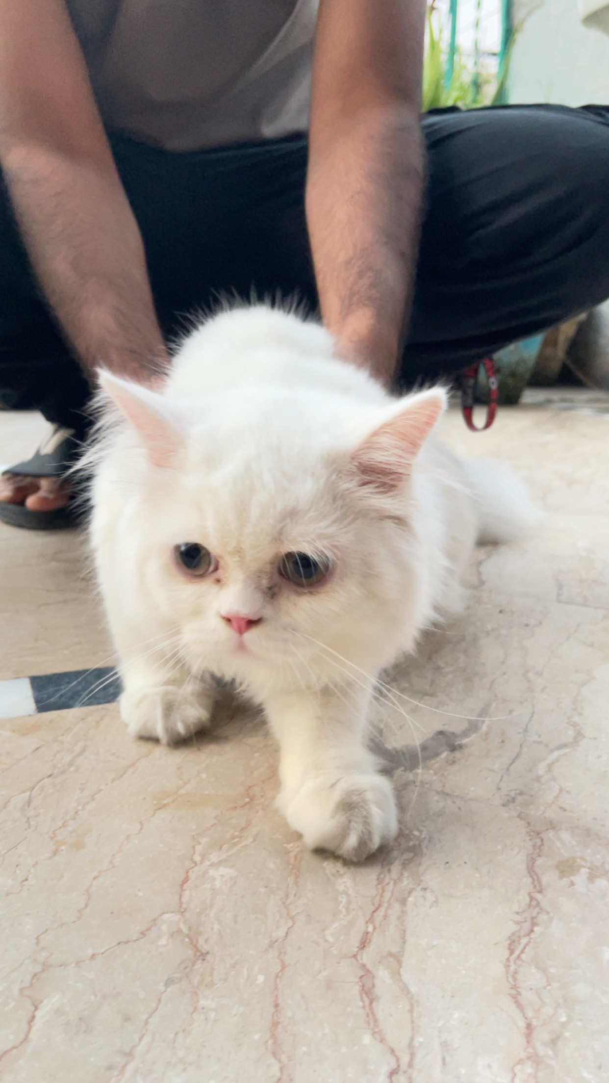 🐱✨ Beautiful Punch-Face, Extra-Long-Coat Kitten for Sale ✨🐱 — photo 2
