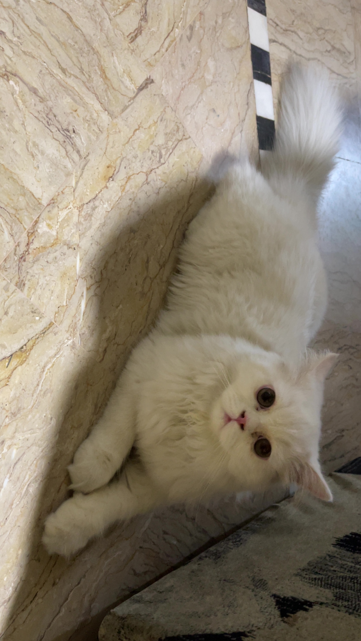 🐱✨ Beautiful Punch-Face, Extra-Long-Coat Kitten for Sale ✨🐱 — photo 5