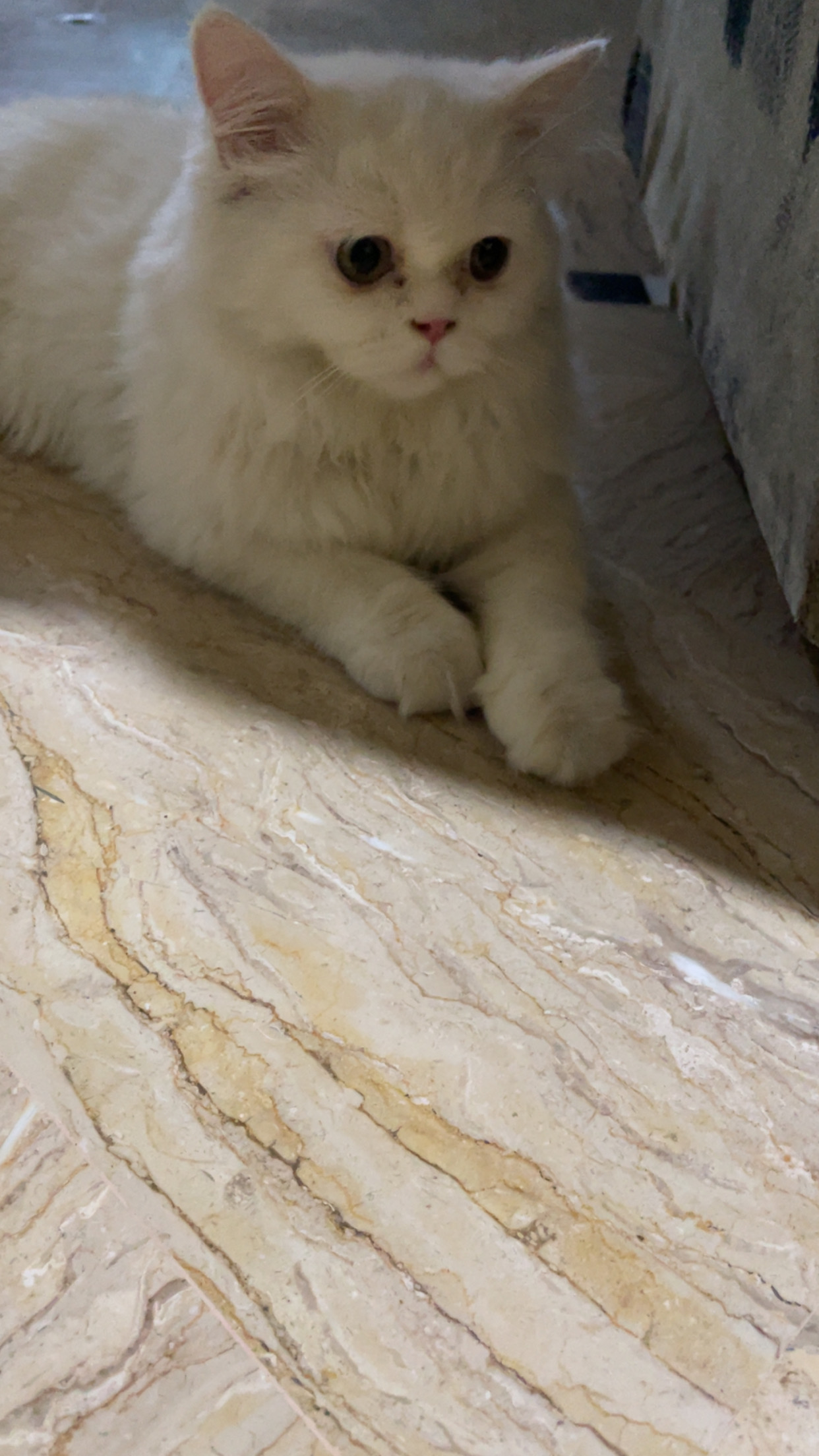 🐱✨ Beautiful Punch-Face, Extra-Long-Coat Kitten for Sale ✨🐱 — photo 4
