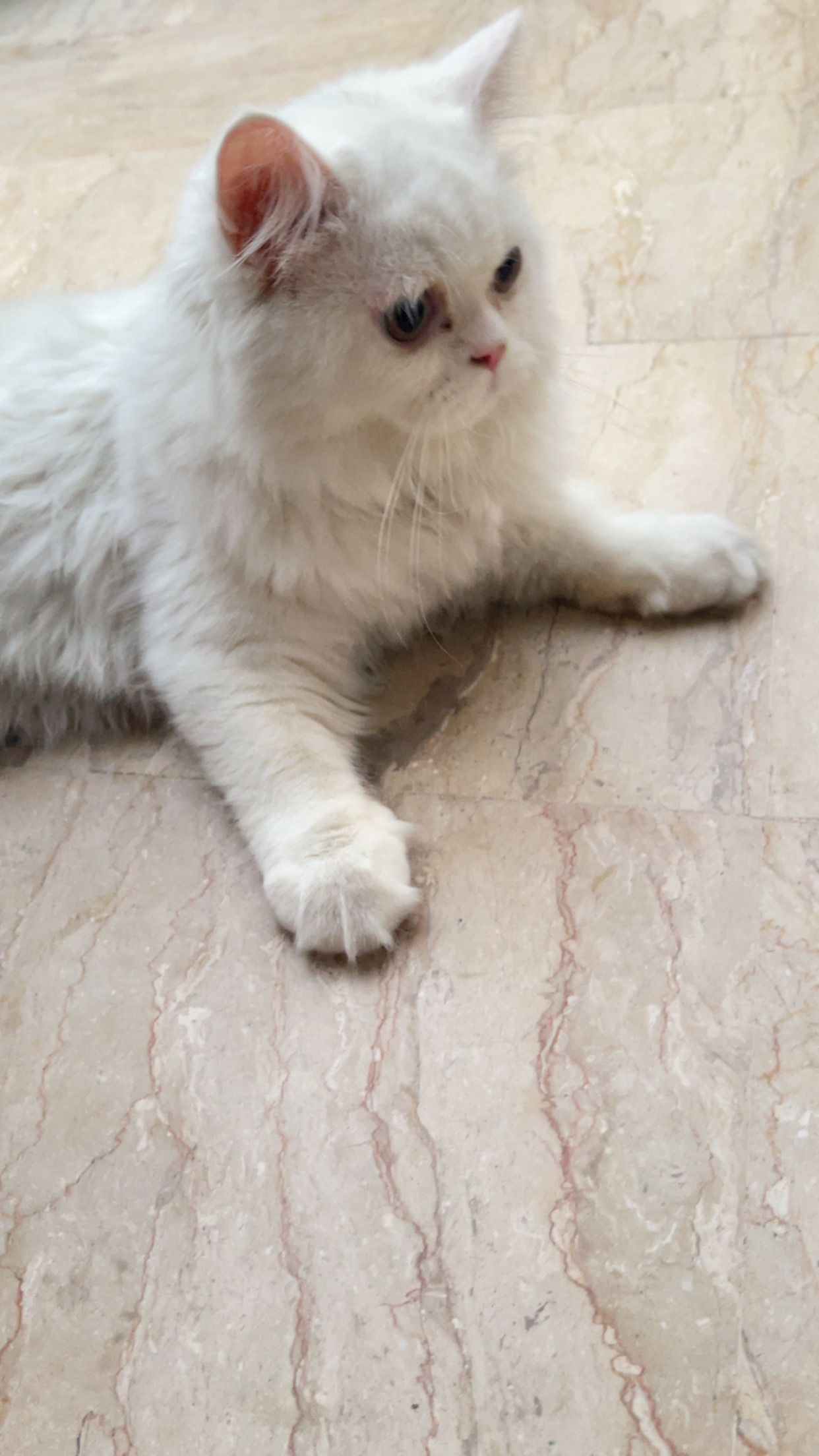 🐱✨ Beautiful Punch-Face, Extra-Long-Coat Kitten for Sale ✨🐱 — photo 3