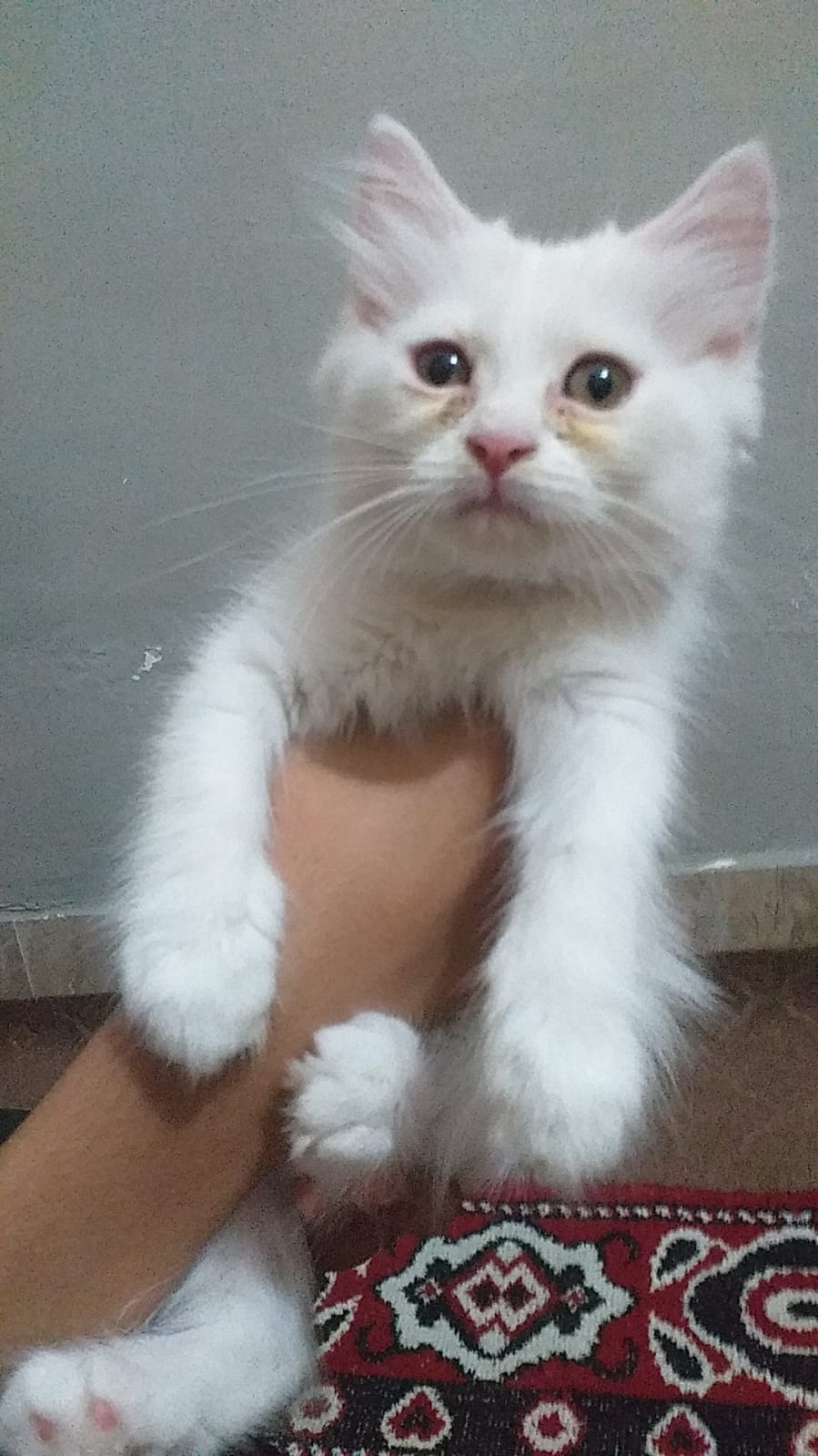 Persian kittens — photo 3